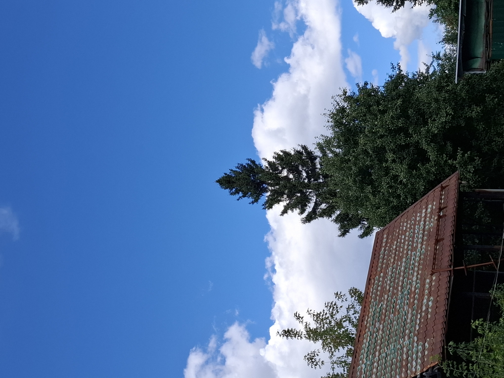 The image captures a bright, clear blue sky with scattered white clouds. In the foreground, a rustic, weathered metal roof of a building is visible. The roof is reddish-brown with patches of green and white, indicating age and exposure to the elements. To the right of the roof, a tall, dense evergreen tree stands prominently, its dark green needles contrasting with the sky. To the left of the evergreen, a deciduous tree with lighter green foliage is partially visible. Further to the right, another section of a dark green structure with a metal roof can be seen. The overall scene suggests a rural or suburban setting on a sunny day.