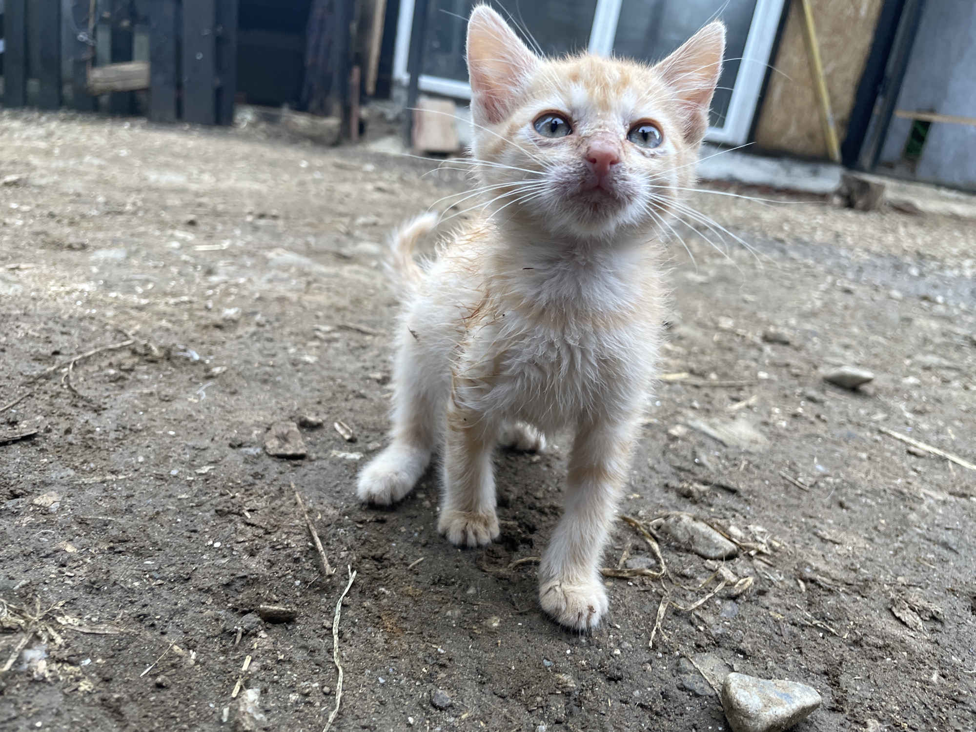 An orange and white tabby kitten stands on dirt ground in front of a wooden structure. The kitten is facing the camera, looking slightly upwards with its mouth open. Its fur appears somewhat matted and dirty. The ground is composed of loose dirt, small stones, and scattered debris. In the background, a dark wooden fence or wall is visible, with parts of a lighter colored structure behind it. The overall environment appears to be an outdoor, possibly rural or semi-rural, setting. The image was taken in Zlatograd, Bulgaria.