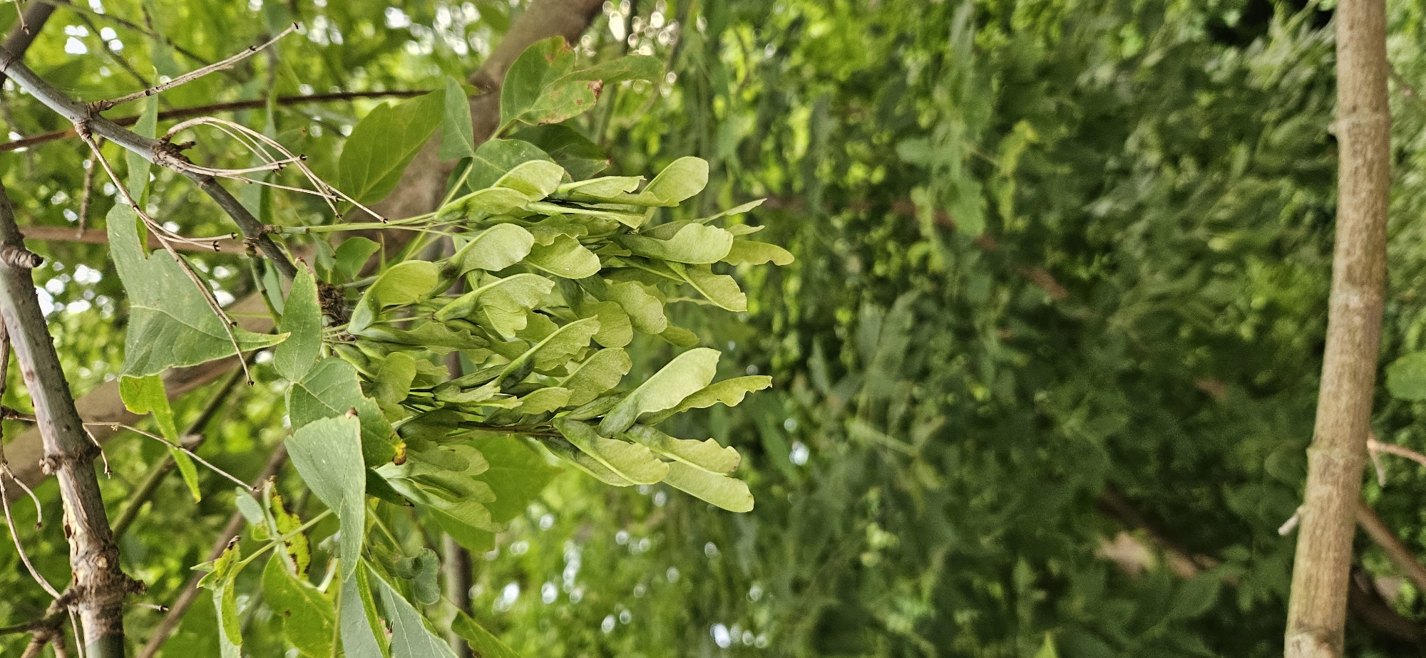 A close-up, vertical shot shows a cluster of green samaras, commonly known as "helicopter seeds," hanging from a tree branch. The samaras, which are the winged seeds of maple trees, are clustered together, with some individual seeds appearing more elongated and others more rounded. They are a vibrant green color, indicating they are still developing.
Above the samaras, the branch of the tree is visible, with rough bark and a few smaller twigs extending from it. Several green leaves, characteristic of a maple tree, are also present, framing the cluster of seeds.
The background is a soft, out-of-focus blur of lush green foliage, suggesting a natural outdoor environment. The lighting appears to be natural daylight, creating soft shadows and highlighting the textures of the seeds and leaves.
The image does not contain any people, specific landmarks, or any indication of the city of Vitsebsk, Belarus. The scene is solely focused on the botanical details of the tree and its developing fruit.