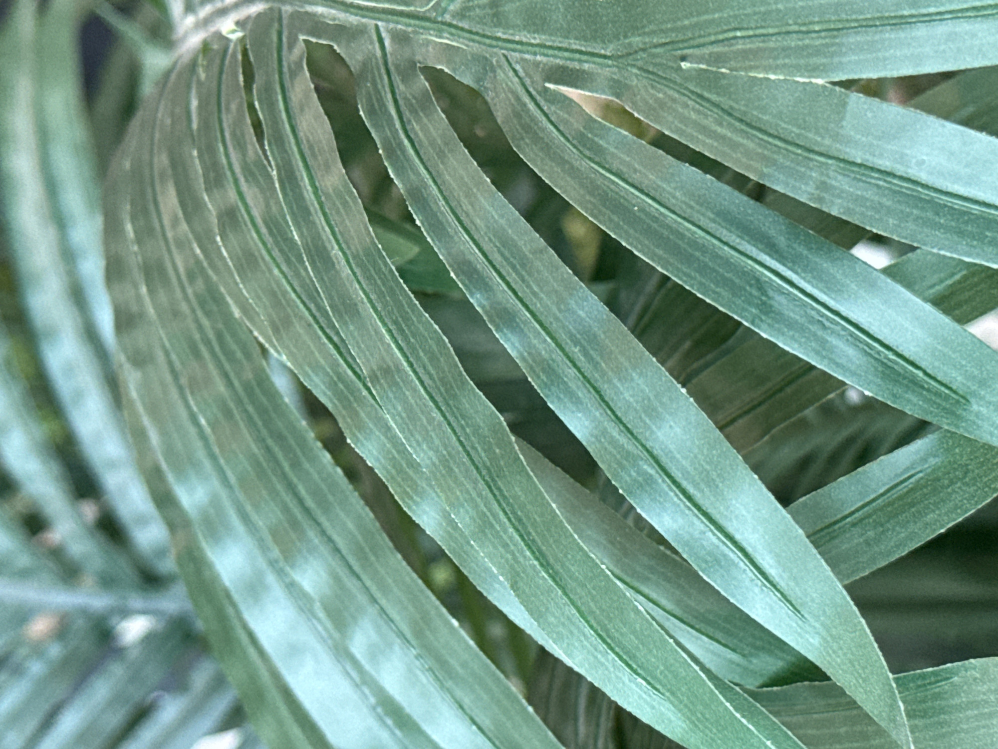 The image is a close-up, macro shot of several green palm fronds. The fronds are long and slender, with prominent parallel veins running down their length. The lighting creates a subtle sheen on the surface of the leaves, highlighting their texture. The background is softly blurred, suggesting more foliage or a natural environment. There are no people, animals, or man-made objects visible. The image does not contain any contextual information or visual cues that would allow for the determination of its location in the city of Ob, Russia.