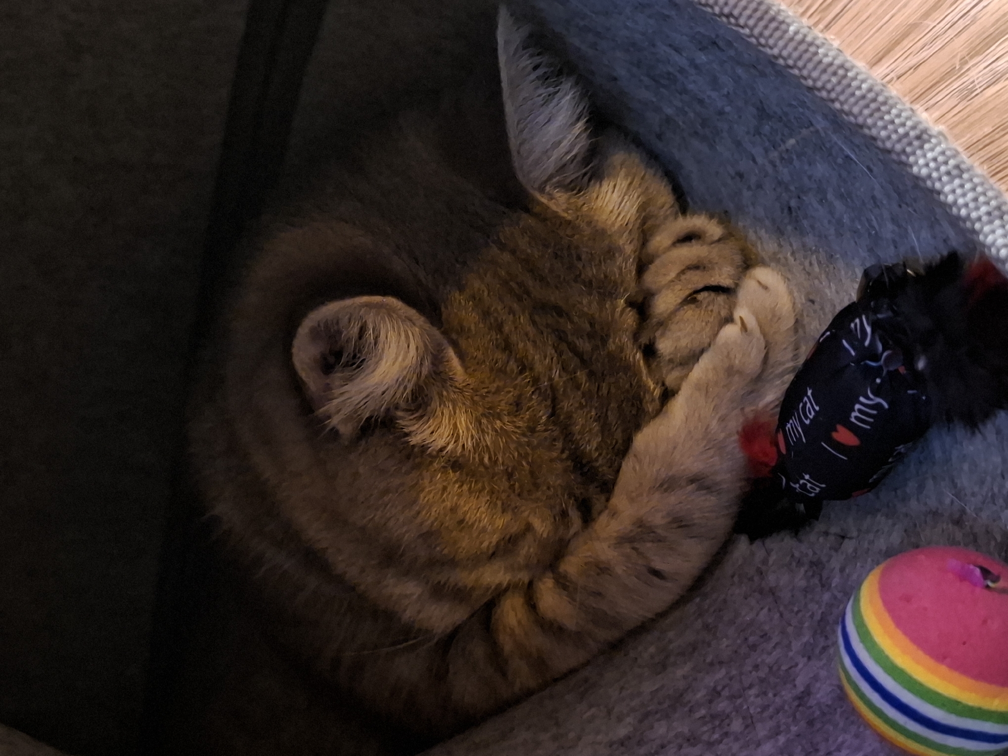 A brown and black tabby cat is curled up asleep in a grey cat bed. Its paws are covering its face. Next to the cat are a rainbow striped ball and a black catnip toy with "I ❤ my cat" printed on it. The cat bed is on a wooden floor. This scene is likely indoors, possibly in a home or pet-friendly establishment within Zemun Urban Municipality, Serbia.