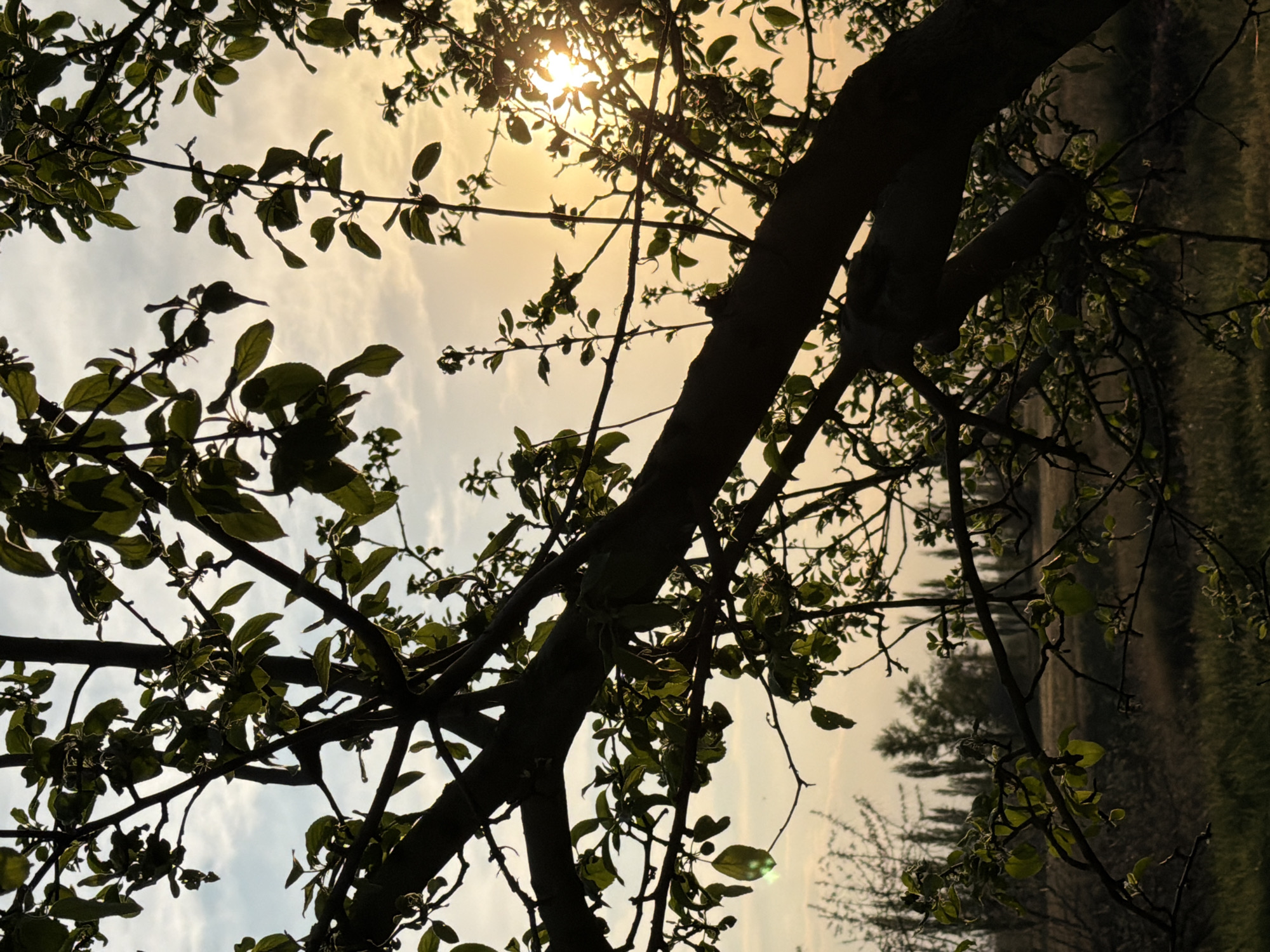 The image depicts a tree with green leaves and bare branches silhouetted against a sky with the sun shining through. The location is specified as Kamyshin, Russia, however, there are no elements in the image that concretely corroborate this information. The environment includes a field or grassy area in the background, along with other trees or shrubs in the distance. There are no people visible.