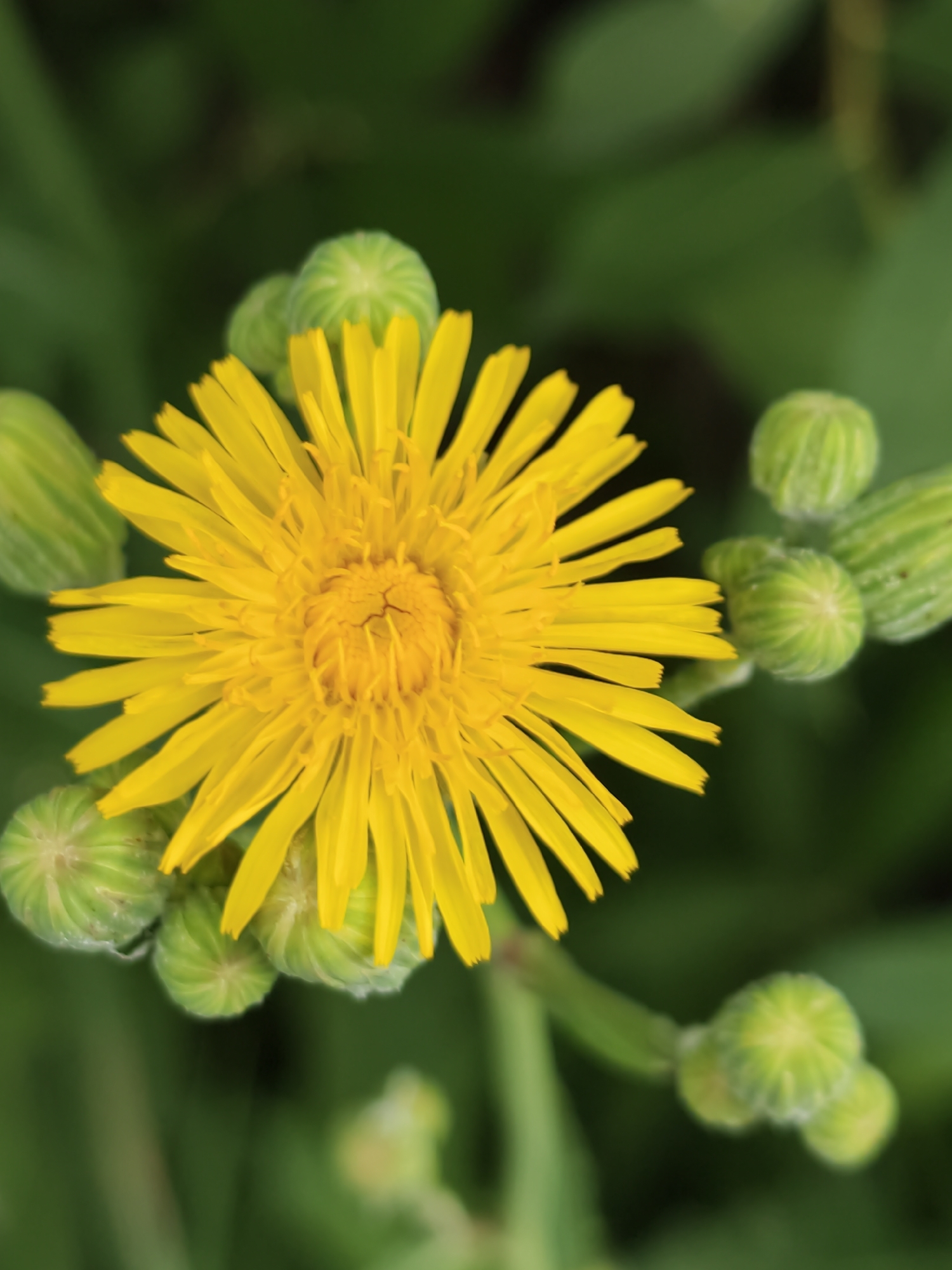 A close-up, macro photograph shows a bright yellow dandelion flower in full bloom. The flower has numerous thin, ray-like petals radiating from its center. Surrounding the main flower are several green, unopened flower buds, some appearing fuzzy. The background is a soft, blurred green, suggesting foliage or a natural outdoor setting. The image is sharp and well-lit, focusing on the delicate details of the flower and buds. There are no people or man-made structures visible. The location within the city of Surgut, Russia, cannot be determined from the visual information provided.