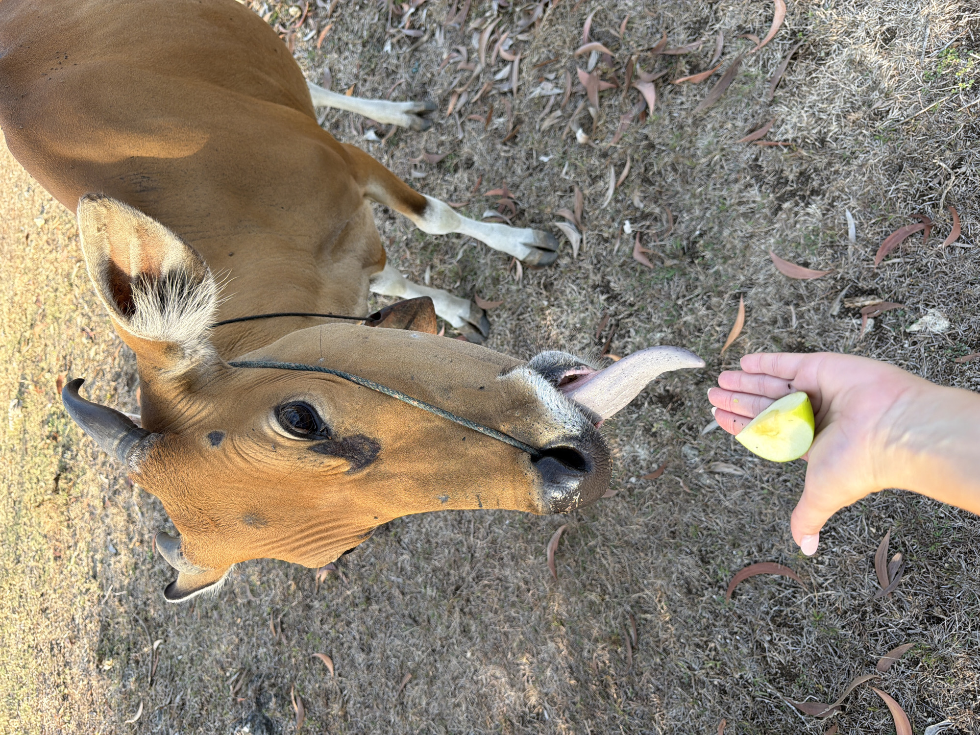 A cow with a brown coat and black horns is shown in a close-up shot, with its head lowered and tongue extended towards a piece of green fruit held in a person's hand. The cow is facing left, with its eye visible and a rope around its neck. The fruit, a slice of green apple, is held in a woman's palm, which is positioned in the lower center of the frame. The background consists of dry, brown grass and scattered brown leaves, suggesting an outdoor environment, possibly a field or park. The lighting indicates it is daytime, with sunlight casting shadows. The overall scene depicts a brief interaction between a person and an animal.