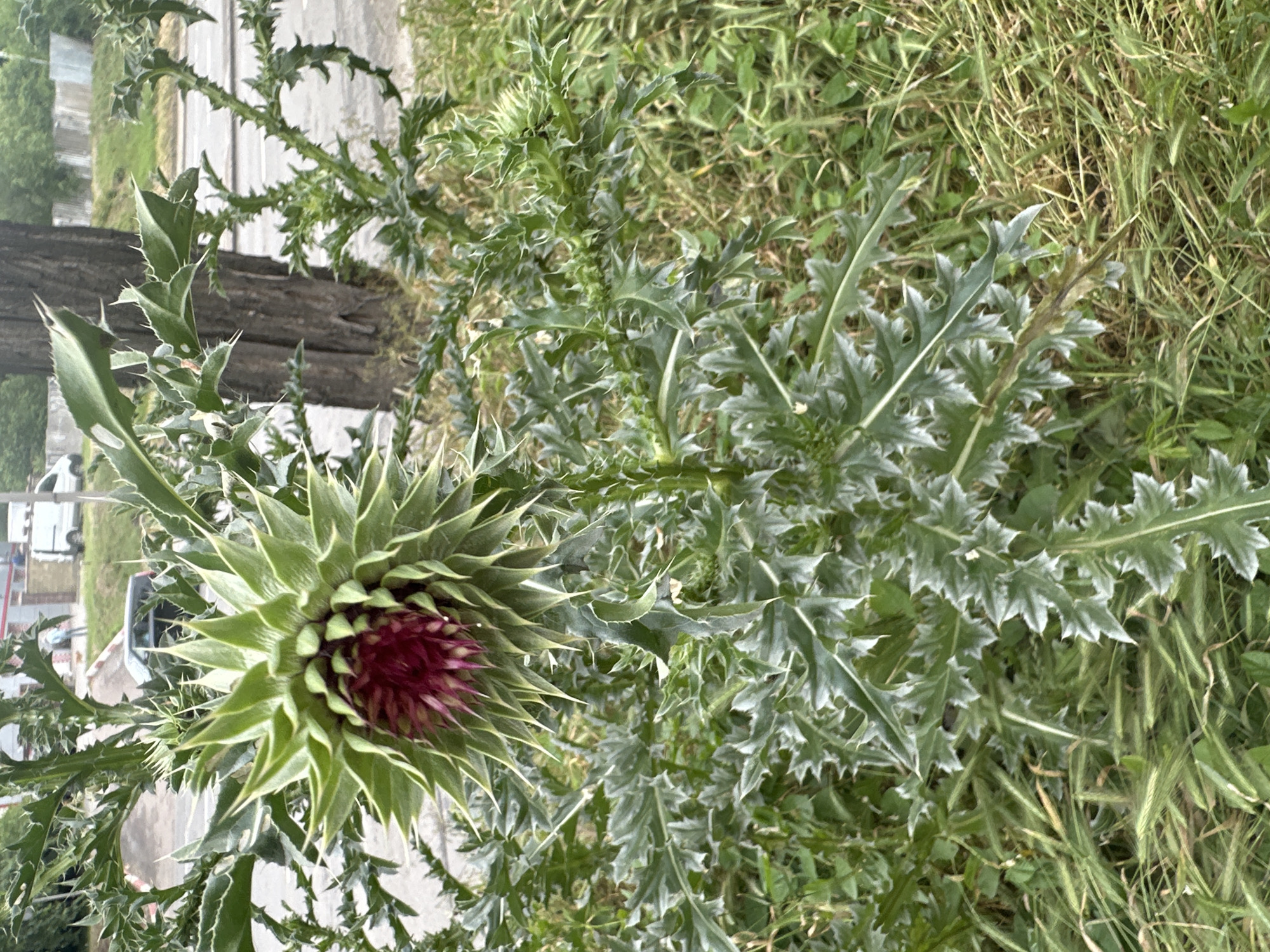 A large, robust thistle plant, rotated 90 degrees counter-clockwise, dominates the foreground and midground of the image. Its spiky, deeply lobed green leaves, often edged with lighter green or white margins, spread out from a central stem. Many leaves feature sharp, needle-like spines, particularly along their edges and tips.
The focal point is a prominent, developing flower head located in the lower-left quadrant of the image. This thistle head is characterized by numerous stiff, green, pointed bracts that radiate outwards, forming a protective, architectural structure around the nascent bloom. At the very center of the head, a dense cluster of rich dark red to purple florets is visible, indicating the flower is beginning to open.
In the background, a mix of green grasses and other wild foliage suggests an untended outdoor environment. A dark, horizontal wooden beam or fence post is partially visible behind the main thistle. Beyond this, the background blurs, revealing hints of human infrastructure: a paved road or path and the indistinct shape of a light-colored vehicle, possibly white, are discernible.
The scene is illuminated by soft, diffused daylight, suggesting an overcast day or early morning/late afternoon, as there are no strong shadows. No specific activity or event is taking place, and no text is visible anywhere in the image.