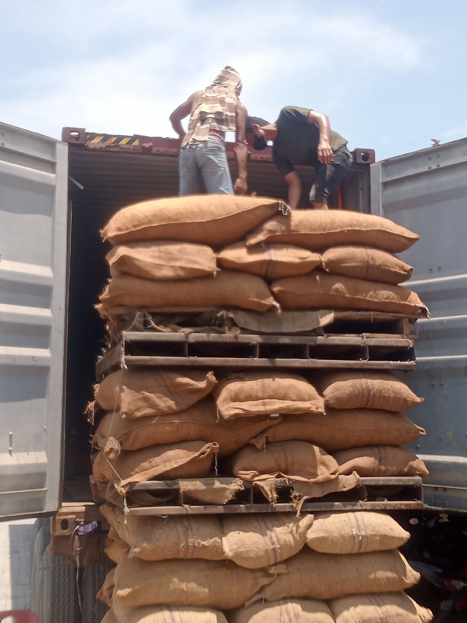 The image depicts a loading scene inside a shipping container. Two individuals are actively involved in moving sacks. One person, wearing a light-colored head covering and a patterned shirt with jeans, is positioned on top of a stack of burlap sacks. They appear to be lifting or adjusting a sack. The other individual, wearing a dark t-shirt and dark pants, is stooped over on the same stack of sacks, also engaged in the task of moving them. The sacks, which are a light brown color and made of burlap, are stacked high on wooden pallets, filling a significant portion of the container. The container doors are open, revealing the bright, overcast sky and the exterior of the container. The overall impression is one of manual labor and cargo handling in an outdoor, possibly industrial or port environment. Given the context of Sunggal, Indonesia, this scene likely represents the loading of agricultural produce or other goods for shipment.