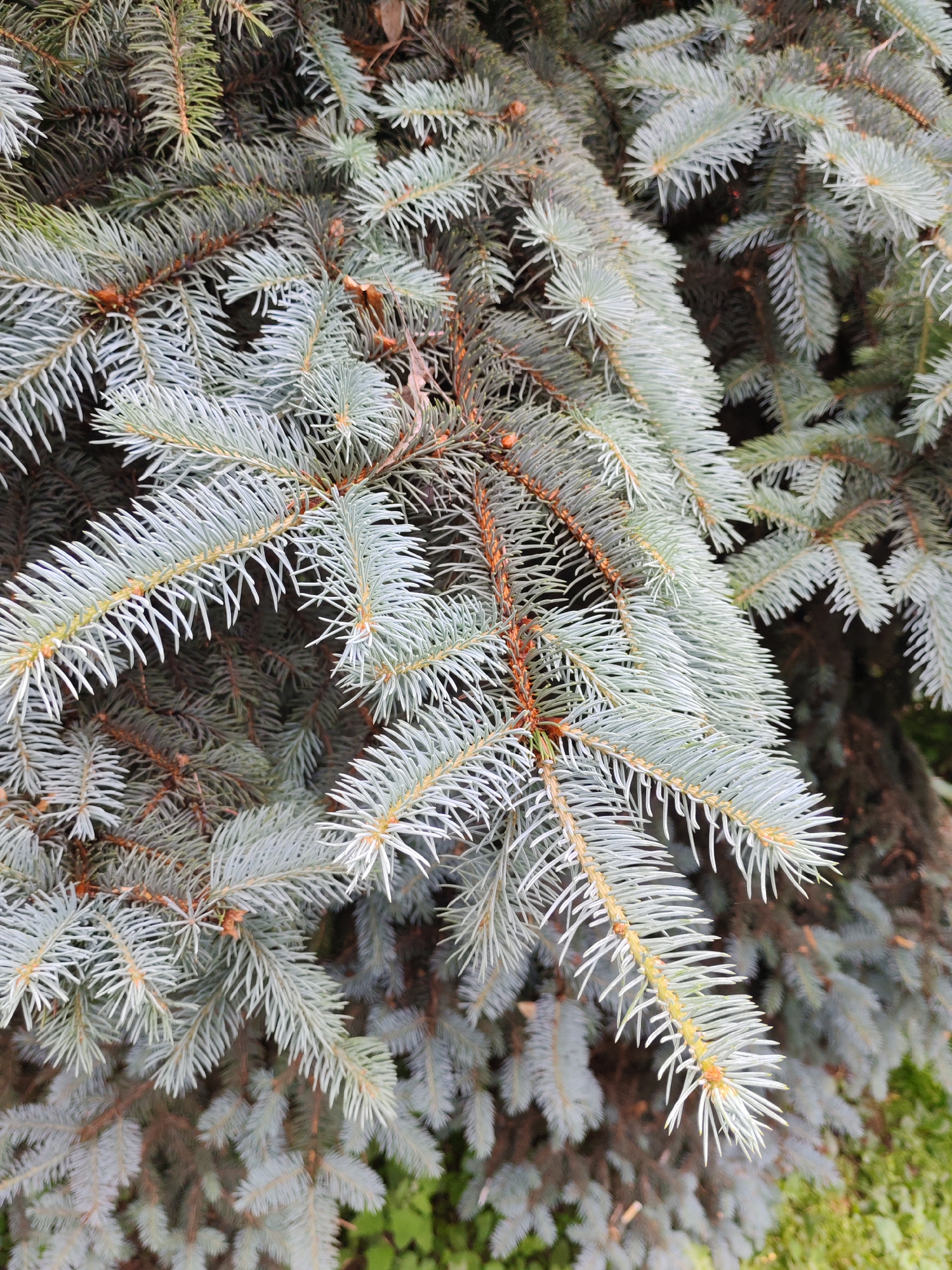 A close-up, eye-level, medium shot captures the textured needles of a blue spruce tree in an outdoor setting. The foliage is densely packed, with individual needles distinctly visible, displaying a silvery-blue hue. The branches are a light brown color, with a few small, brown buds visible. The background is blurred, but hints of darker green foliage and a patch of green grass are discernible. The lighting is even, with no harsh shadows. The image is sharp and focused on the details of the pine needles.