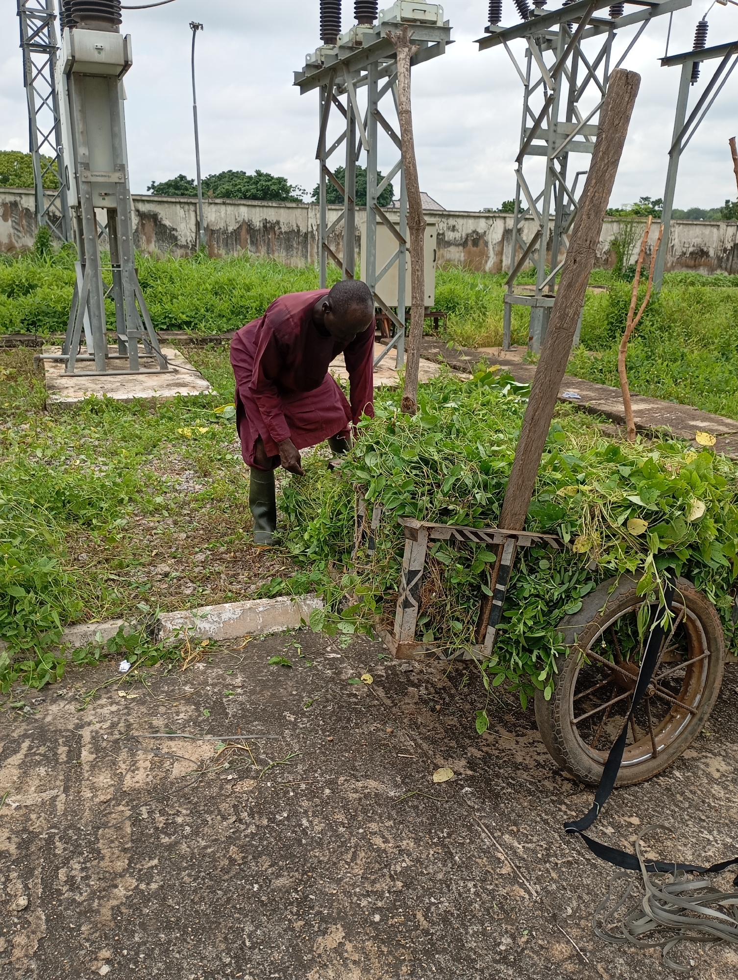 In Shendam, Nigeria, a man in a maroon robe and dark green rubber boots is seen tending to a cart filled with green vegetation. The cart, constructed from metal and wood, has a single wheel and appears to be homemade. The man is bent over, seemingly in the process of gathering or arranging the plants. The background shows industrial electrical equipment, characterized by tall metal structures and insulators, suggesting the location is near a power substation. The ground is a mix of concrete and dirt, with overgrown grass and vegetation surrounding the area. The sky is overcast.