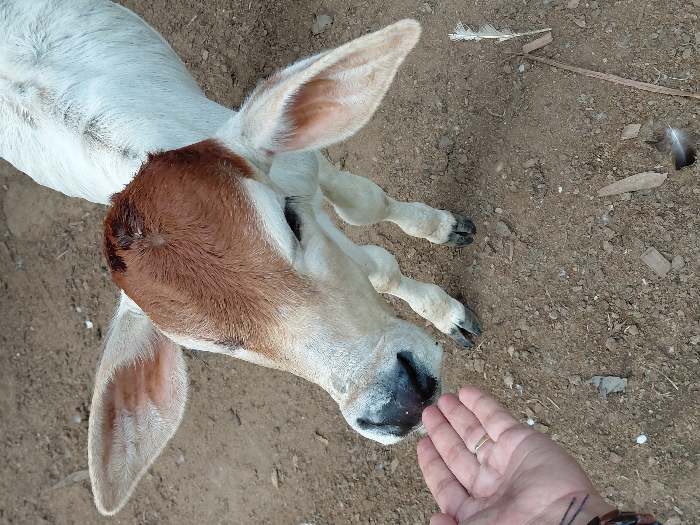 In Blang Pohroh, Indonesia, a young bovine calf with a white body and a reddish-brown head approaches an outstretched human left hand on dry, light-brown soil. The calf, positioned centrally, has a dark muzzle and large, light-colored ears, and its front legs with dark hooves are visible. The human hand, located in the lower-left foreground, is palm-up with an open gesture; a gold-colored ring is on its ring finger and a dark bracelet is on the wrist. The calf's nose is in close proximity to the palm, indicating an interaction such as sniffing or seeking contact. The ground is sparsely covered with small pieces of dried leaves, twigs, and feathers.