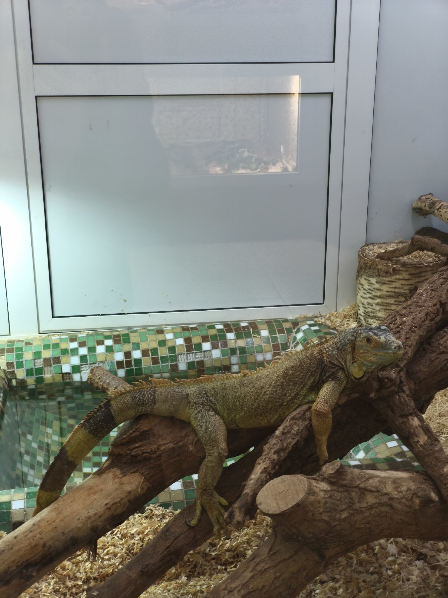 An iguana with greenish-yellow and brown scales rests on a thick, dark tree branch within an enclosure. Its body is stretched out, with one front leg draped over the branch and its tail, featuring distinct light and dark banding, extending towards a tiled section. The iguana's head is slightly raised, revealing its dewlap and appearing calm.
The enclosure's ground is covered with light-colored wood shavings. Several other tree branches provide perches. To the left, a water feature or basin is lined with mosaic tiles in shades of green, white, and brown. On the right, a cylindrical tree stump or bark segment stands upright. The background consists of large, white-framed glass panels, reflecting subtle hints of an indoor environment and showing minor smudges. The lighting is bright and uniform, typical of an indoor setup. No discernible text is visible.