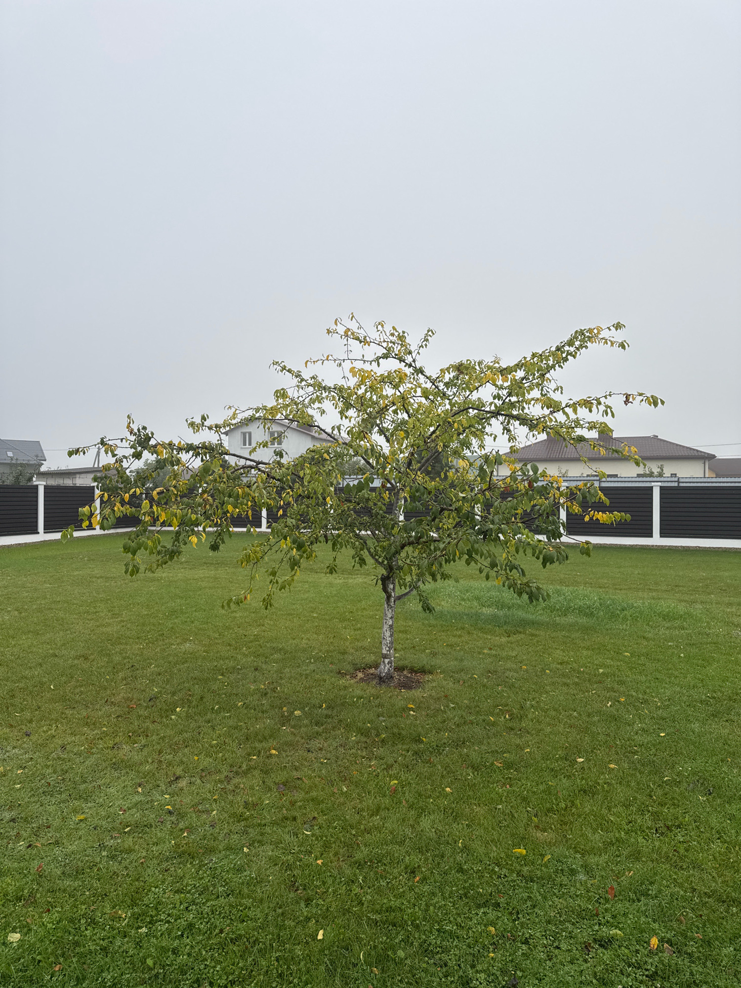 A medium shot captures a young tree with sparse, yellowing leaves centered in a mowed green lawn. The tree's trunk is thin and whitewashed near the base. Behind the tree, a dark brown horizontal slat fence with white vertical posts stretches across the background, separating the lawn from a row of white residential buildings with gray roofs. The sky is overcast and uniformly gray, suggesting a cloudy or foggy day. The overall environment appears to be a suburban residential area in Бараўлянскі сельскі Савет, Belarus.