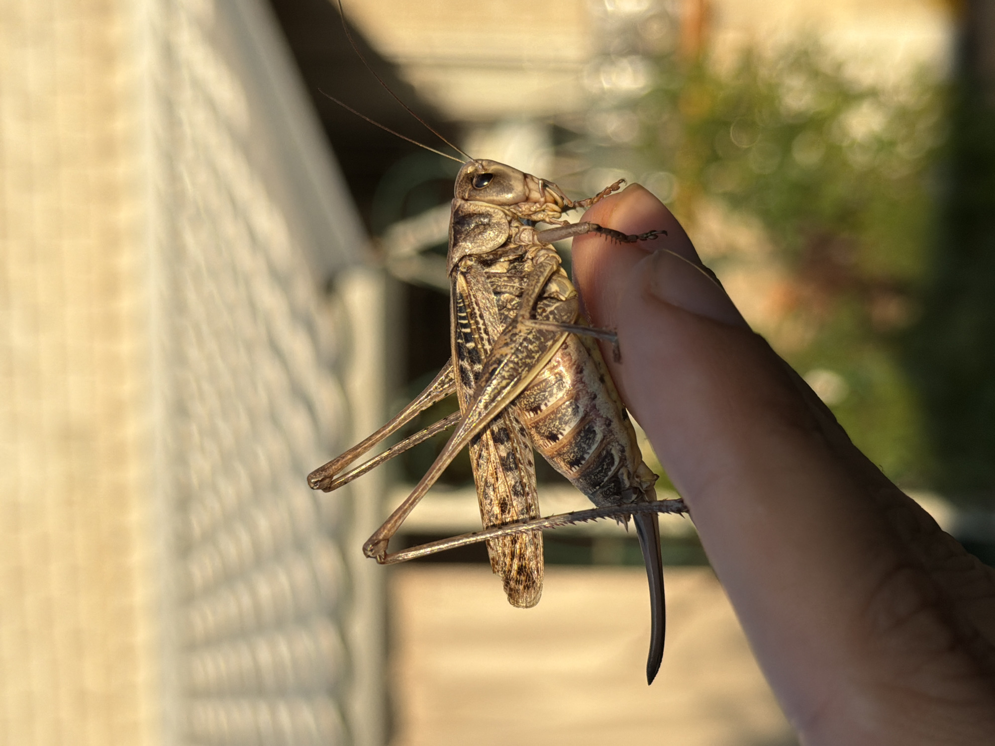 A close-up, eye-level, medium shot captures a large grasshopper perched on a human fingertip, positioned diagonally across the frame. The grasshopper, predominantly brown and beige with intricate markings, is seen from its side profile, with its body facing right. Its long, spiky hind legs are extended, and its forelegs are also visible, gripping the finger. The grasshopper's head, with prominent compound eyes and antennae, is directed forward. The human finger appears to be part of a hand, with skin texture visible.
The background is softly blurred, creating a bokeh effect. In the upper portion of the frame, a light-colored, possibly wooden, structure with a patterned shadow is discernible, suggesting an outdoor setting, possibly a building's roof or eaves. Below this, out-of-focus green foliage hints at vegetation. The lighting suggests it is either early morning or late afternoon, with warm sunlight illuminating the scene.
The photograph does not contain any specific landmarks or details that would allow for precise geolocation within the city of Kamyshin, Russia. The image is a macro photograph focused on the insect and its interaction with the finger, with the environment serving as a muted backdrop. There are no other people or animals clearly depicted in the scene. The action is static, focusing on the grasshopper's resting posture.
