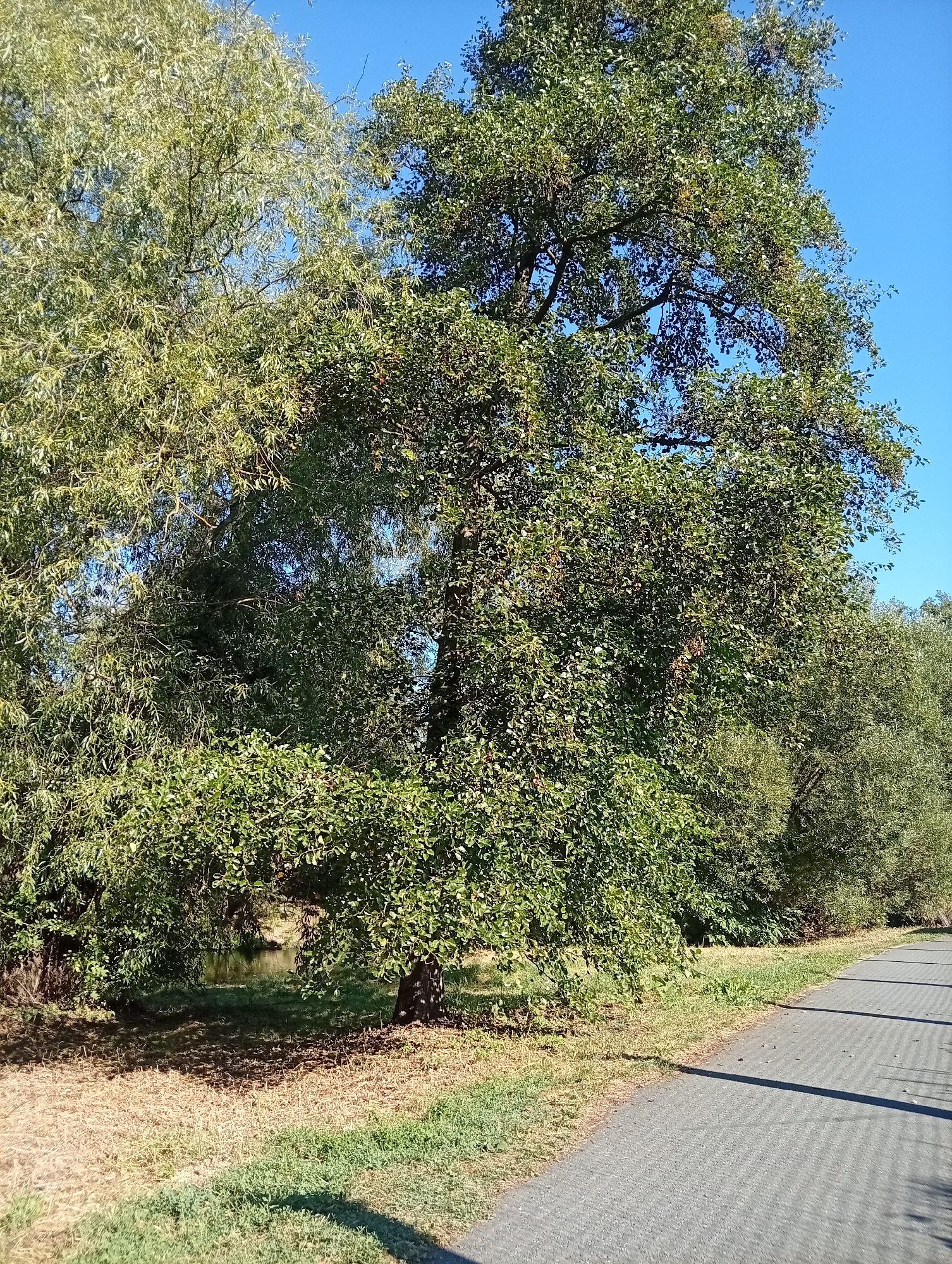 This is an outdoor, eye-level shot of a paved pathway alongside a tree-lined area with a body of water visible in the background. The pathway, made of dark grey interlocking pavers, stretches from the bottom right corner towards the center of the image, casting a long shadow to the left. To the left of the pathway, there is a strip of dry grass and some scattered green grass. Further left, a large, leafy green tree with a dark trunk dominates the midground, its branches spreading wide. To the left of this tree, another tree with lighter green, wispy foliage is visible, reaching towards the bright blue sky. The trees are dense with leaves, obscuring much of what lies behind them, though a glimpse of dark water can be seen between the tree trunks in the midground. The overall impression is one of a peaceful, natural setting within or adjacent to an urban environment, potentially in Tišnov, Czechia, given the provided context of the location. There are no people or animals visible in the frame.