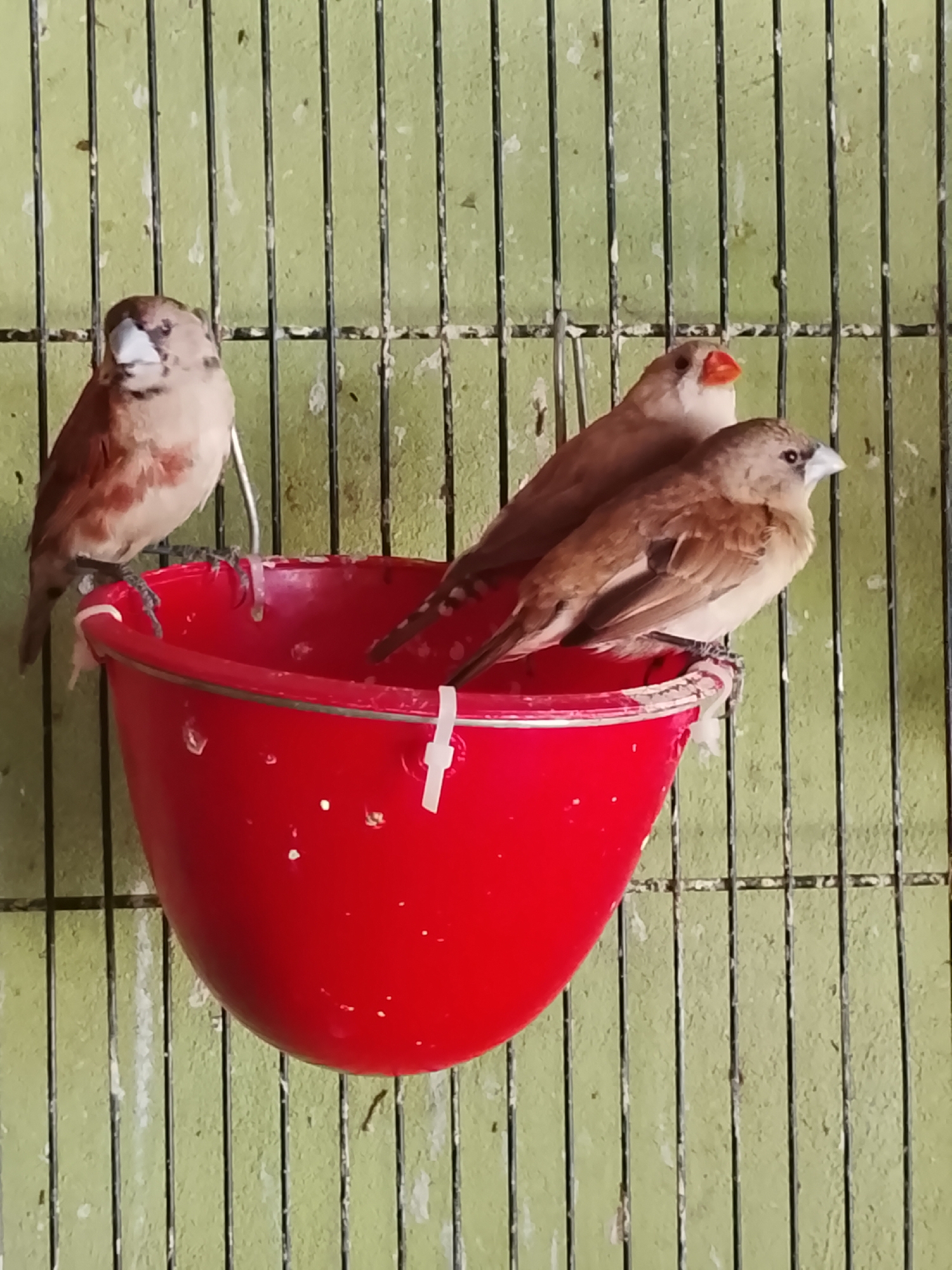 Three small birds are perched on the edge of a bright red, shallow dish. The dish is hanging from a green metal cage. The bird on the far left is facing forward, with its head slightly tilted. The middle bird is looking to the right, with an orange beak. The bird on the right is also facing right, with its beak pointed forward. The birds are brown and white. The background is a green, barred cage. The image appears to be taken indoors. There is no discernible information about the location in Kuta Trieng, Indonesia.