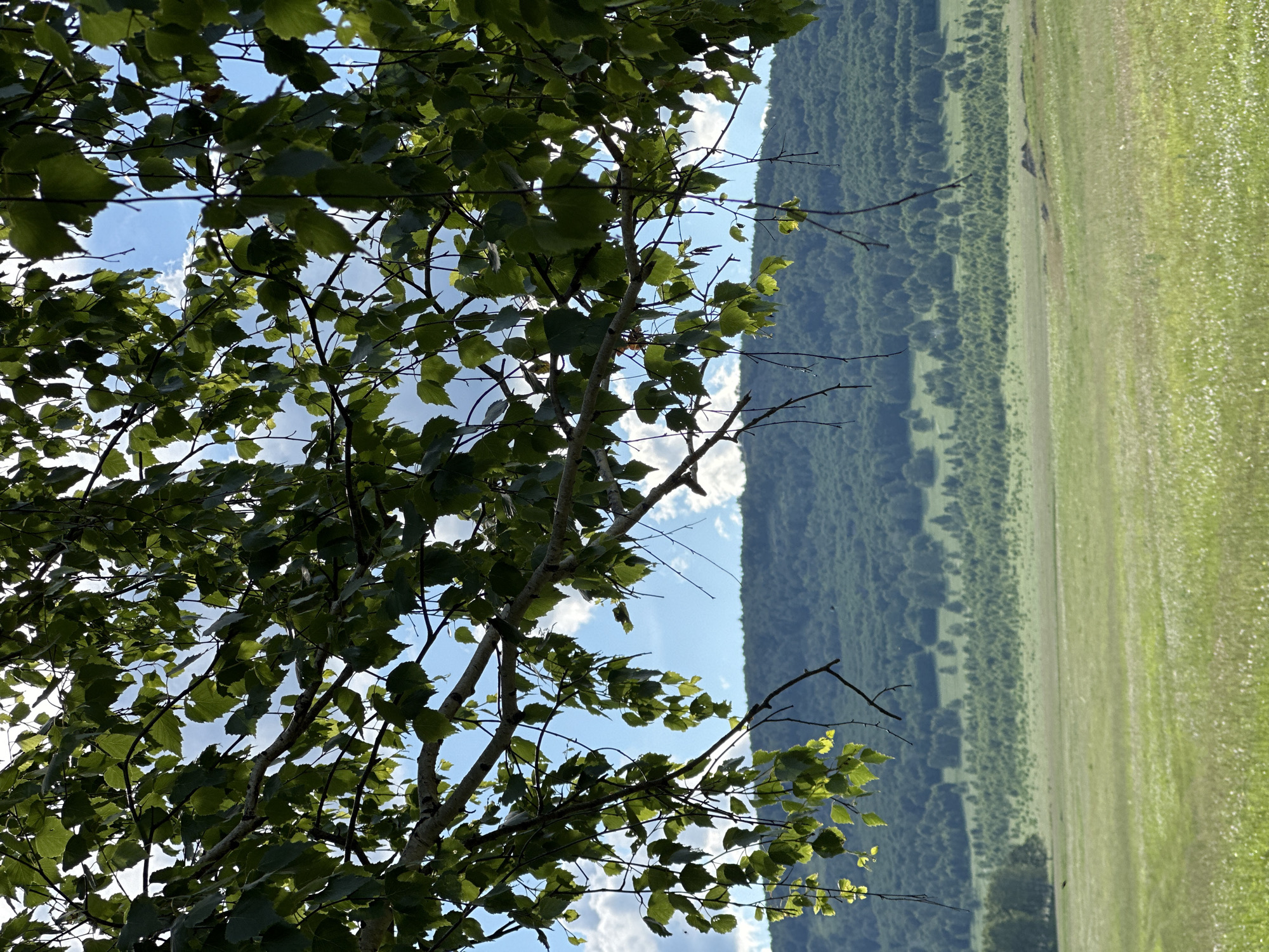 This is a vertical, close-up shot of lush green tree leaves and branches against a backdrop of a bright blue sky with scattered white clouds. The foreground is dominated by the foliage, with the sunlight filtering through, creating highlights and shadows on the leaves. Beyond the tree, a wide expanse of rolling green hills stretches into the distance, dotted with patches of darker green trees. The hills appear to be under a clear, sunny sky, suggesting fair weather and daytime. The overall mood is serene and natural, evoking a sense of peace and tranquility. There is no visible text or activity taking place in the image.