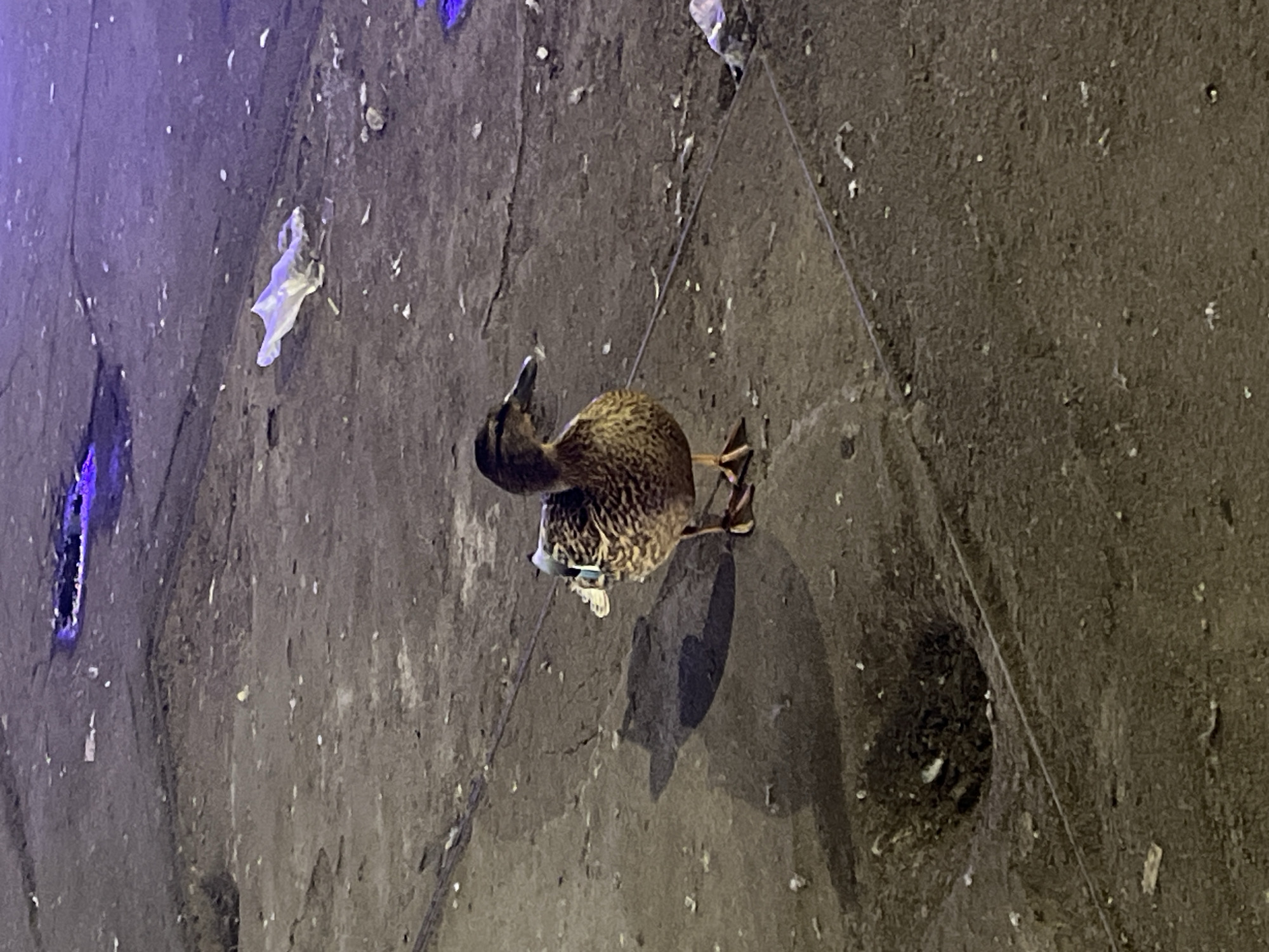 A duck stands on a dark, rough surface that appears to be concrete or asphalt. The surface is littered with debris and small white specks. The lighting is dim with a bluish hue in the upper left corner. The duck is facing away from the viewer, with its head turned slightly to the left. Its plumage is a mix of brown and speckled patterns. The duck's shadow is visible to the right, cast on the ground. Based on similar images found online, this scene is likely in Saint Petersburg, Russia, specifically near the Summer Garden, where ducks are often found.