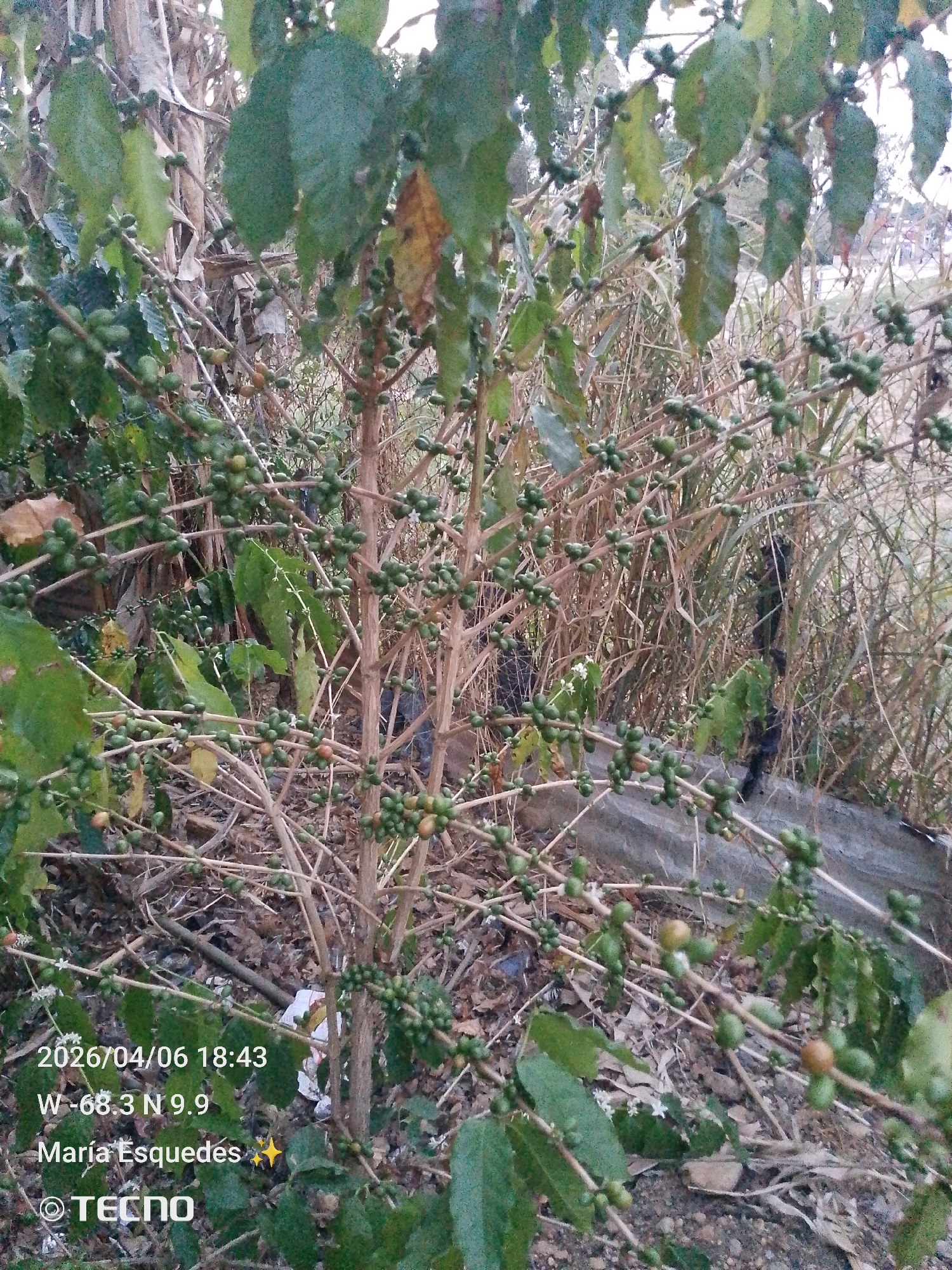 The image depicts a coffee plant with green and some reddish-brown coffee cherries. The plant is surrounded by dry grass and leaves. A concrete structure is visible in the background. The image is stamped with "2026/04/06 18:43 W -68.3 N 9.9 María Esquedas TECNO". The precise location is unknown beyond the coordinates W -68.3 N 9.9.
