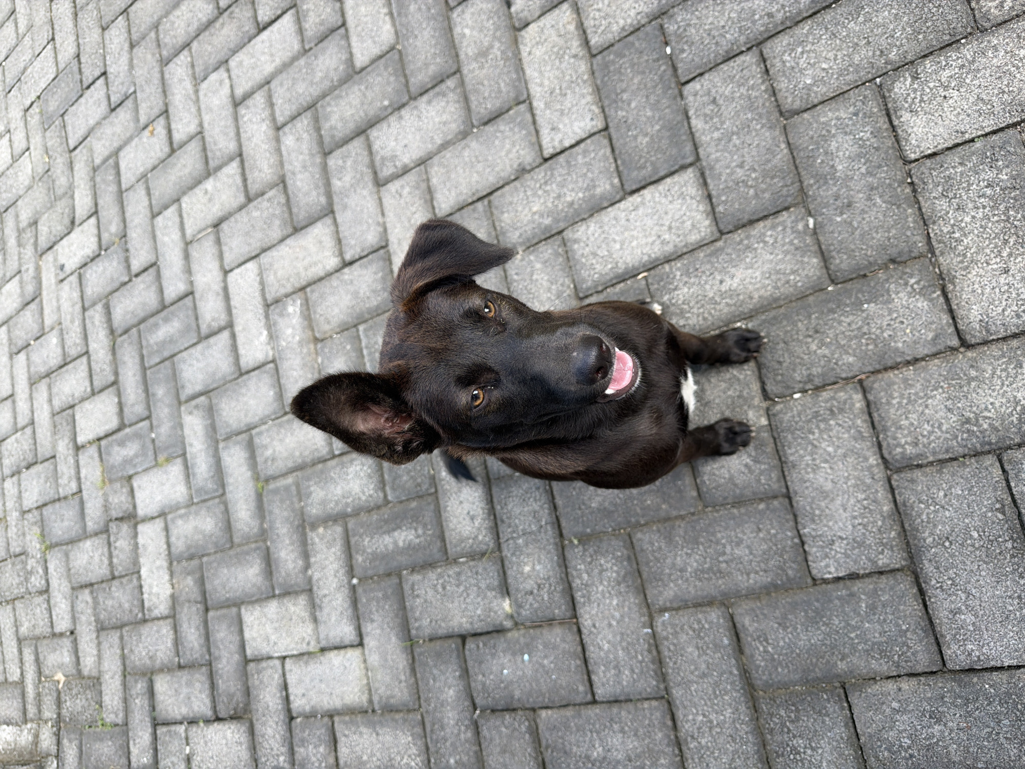 A black dog with brown undertones sits on a gray brick paver patio, looking directly up at the camera. The dog's right ear is perked up, while its left ear droops slightly. Its mouth is open, revealing a pink tongue. A small patch of white fur is visible on its chest. The patio is laid in a herringbone pattern. The scene appears to be outdoors, possibly in Kuta Selatan, Indonesia, given the context.