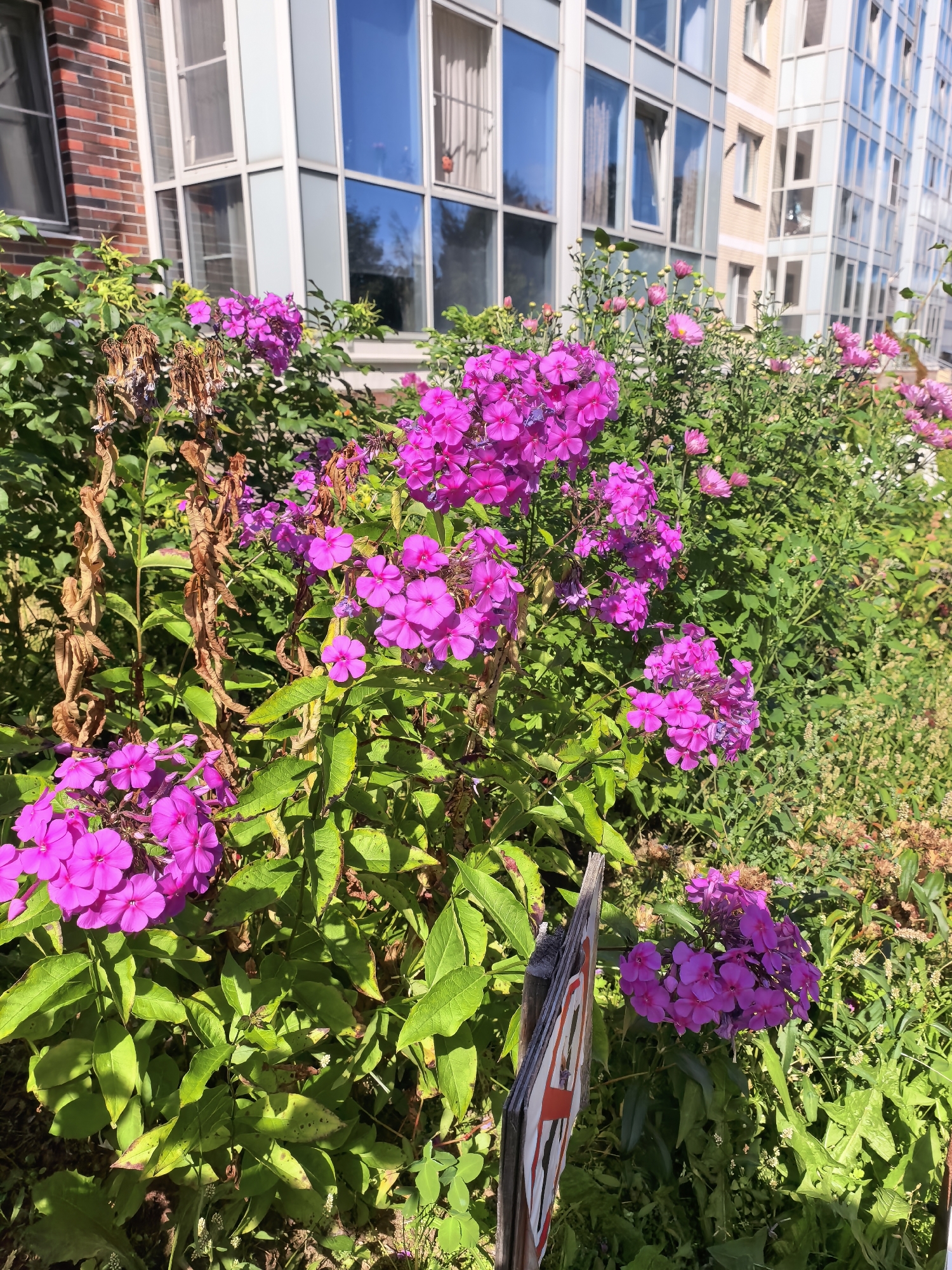 In Sestroretsk, Russia, a vibrant cluster of bright pink phlox flowers blooms in the foreground, set against the backdrop of a modern, multi-story building with a brick and glass facade. The building's windows reflect the blue sky. Lush green foliage surrounds the flowers, with some dried, brown stalks visible amongst them, suggesting a late summer or early autumn setting. A wooden post with a red and white striped marker is partially visible to the left of the flowers. The scene depicts a well-maintained urban garden area.