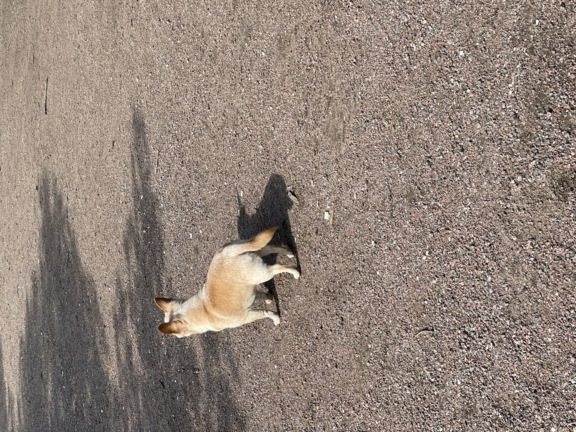 A tan dog stands on a gravel surface in Khimki, Russia. The location is outdoors and the time of day is midday based on shadows. Tree shadows fall on the gravel next to the dog.