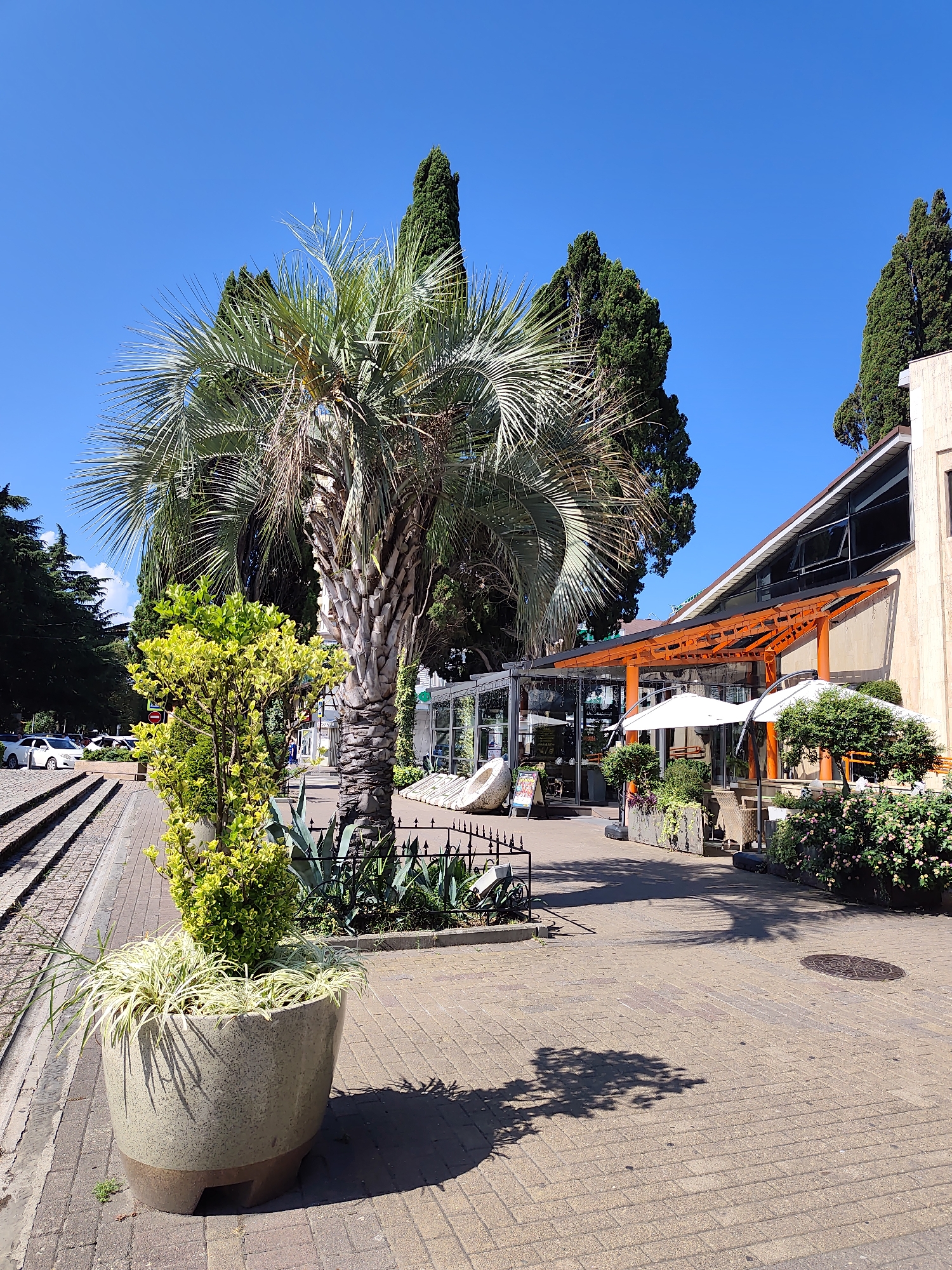 In Sochi, Russia, a sun-drenched street scene unfolds under a clear blue sky. To the left, a tiered stone staircase leads to a paved walkway lined with trees. A parked white car is visible on the street beyond the stairs. The foreground is dominated by a large, textured ceramic planter holding a vibrant green shrub and long, thin grasses.
Dominating the center of the image is a large palm tree with a textured trunk and feathery fronds. Behind it, a building with a modern design features a prominent orange awning extending over an outdoor seating area. White umbrellas provide shade to tables and chairs, hinting at a cafe or restaurant. The building itself has large glass windows and a light-colored facade. Lush greenery, including bushes and planters, surrounds the outdoor seating area, and more trees, including tall cypresses, are visible in the background. The ground is paved with tan brick-like stones. Shadows from the palm tree and other foliage are cast across the walkway, indicating the bright sunlight. A manhole cover is visible on the pavement to the right. The overall atmosphere is one of a pleasant, sunny day in a resort town.