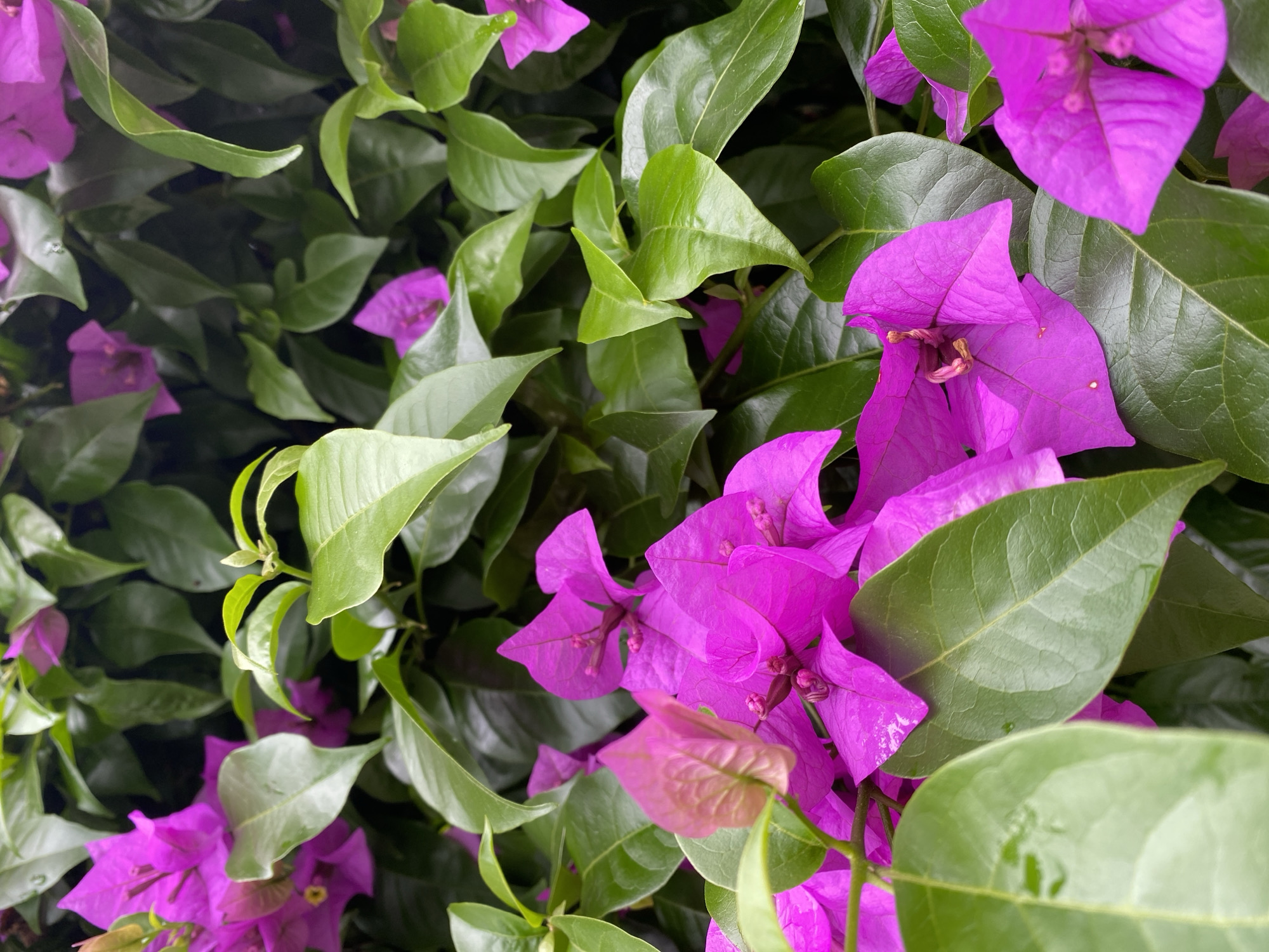 Close-up shot of vibrant pink bougainvillea flowers and green leaves. The leaves appear glossy, possibly wet from rain. The location is Lâm Viên - Đà Lạt, Vietnam. No people are visible.
