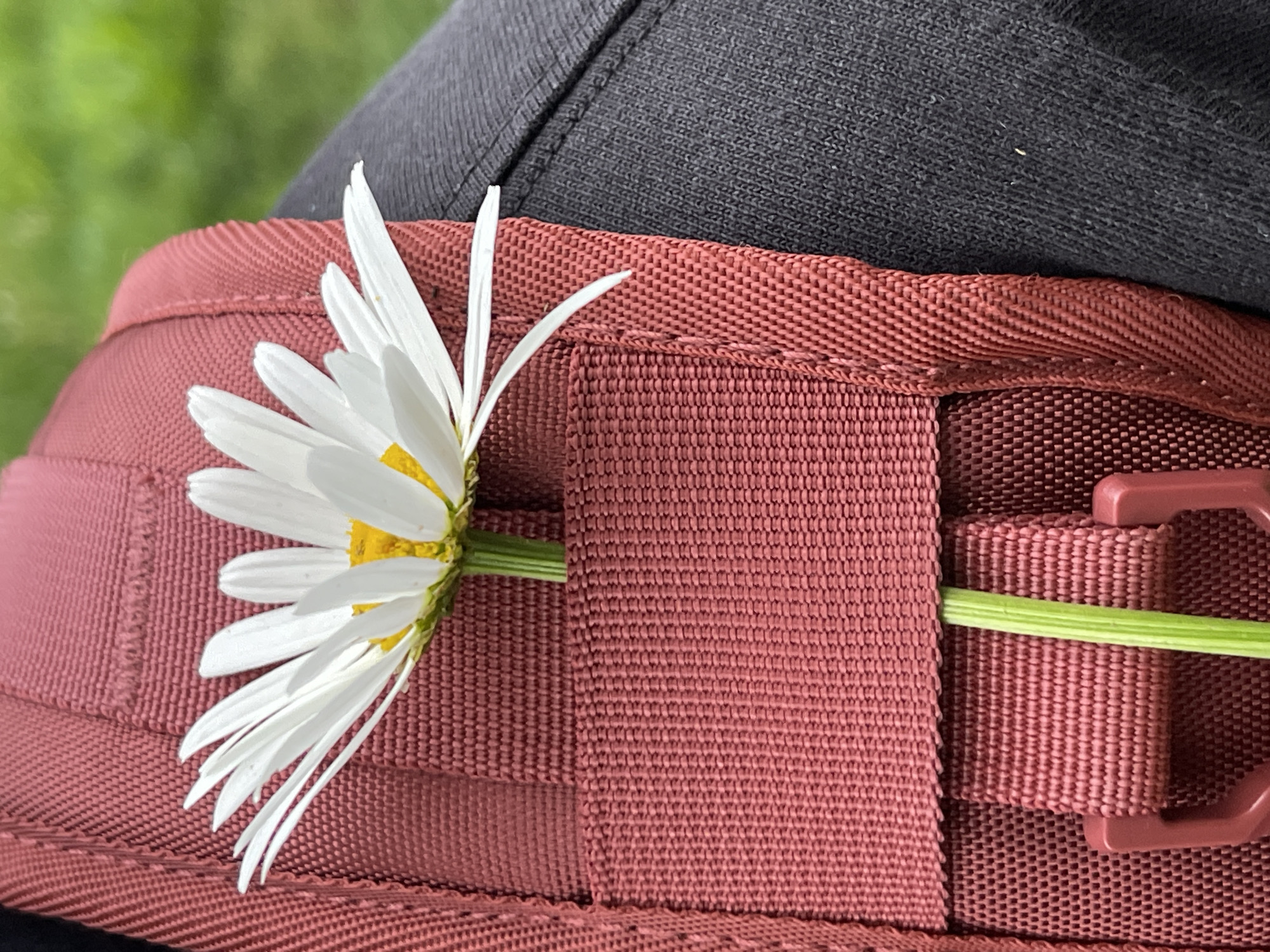 A single daisy with white petals and a yellow center is inserted into the strap of a maroon backpack. The backpack is made of a textured fabric. To the right of the backpack, dark gray fabric, likely pants or clothing, is visible. The background is blurred green, suggesting an outdoor environment with grass or foliage. The image is a close-up shot, focusing on the flower and the backpack.