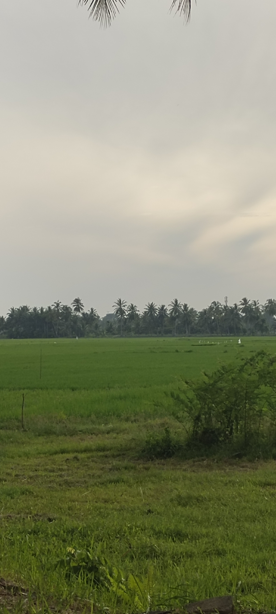 An exterior, medium-shot, vertically oriented photograph captures a lush green rice paddy field, characteristic of the rural landscape in Peurupok, Indonesia. The sky is overcast, with soft, diffused light casting a gentle illumination over the scene. In the mid-ground, a dense line of coconut palm trees stretches horizontally across the frame, their fronds rustling slightly in the breeze. The field itself is a vibrant expanse of green, with subtle undulations indicating the terrain. A few white markers, possibly for irrigation or boundaries, are visible dotted throughout the paddy. In the foreground, the field transitions to a patch of drier, less manicured grass, with a small, leafy shrub growing on the right. Two thin, dark wooden stakes stand vertically in the mid-ground, one on the left and another near the center of the frame, appearing to mark something within the field. The overall impression is one of tranquility and natural abundance, a typical vista of agricultural life in Indonesia.