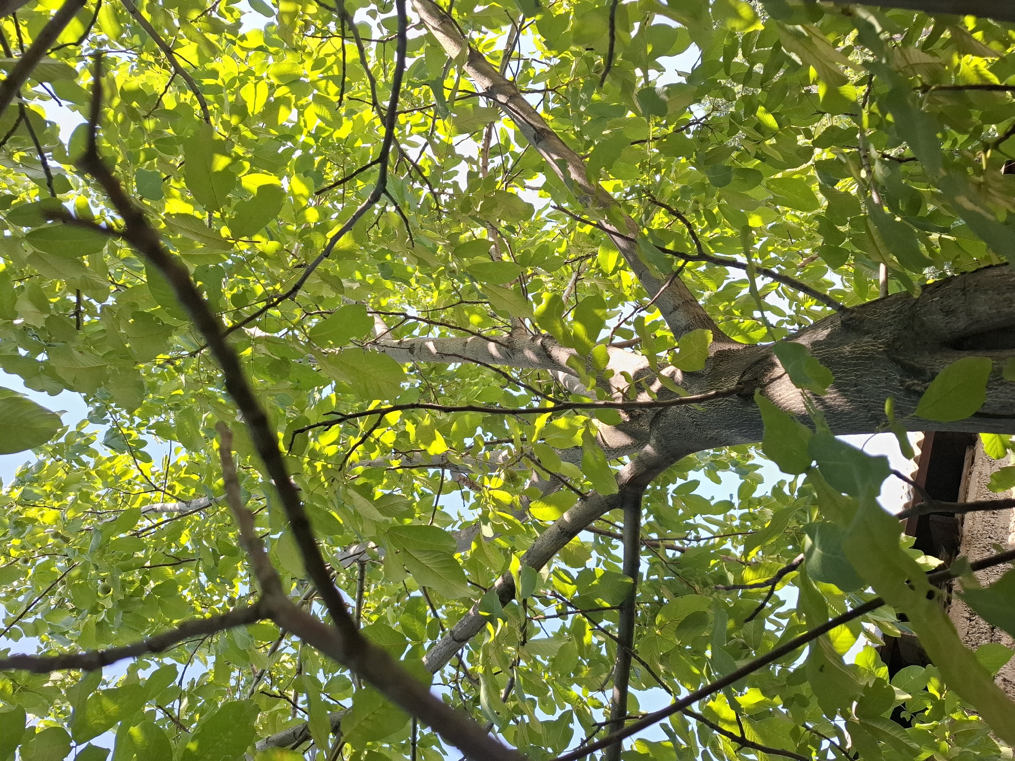 The image shows the canopy of a walnut tree viewed from below on a sunny day. The tree has a thick, textured trunk and numerous branches covered in lush green leaves. Sunlight filters through the leaves, creating dappled light and highlighting the vibrant green of the foliage. In the background, hints of a bright blue sky are visible, along with some indistinct structures that appear to be rooftops of buildings. The perspective is looking upwards into the tree, emphasizing its height and the density of its leaves. No people are visible in the image. The scene is set outdoors, likely in an urban or suburban environment given the glimpse of rooftops, consistent with areas in Almaty, Kazakhstan.