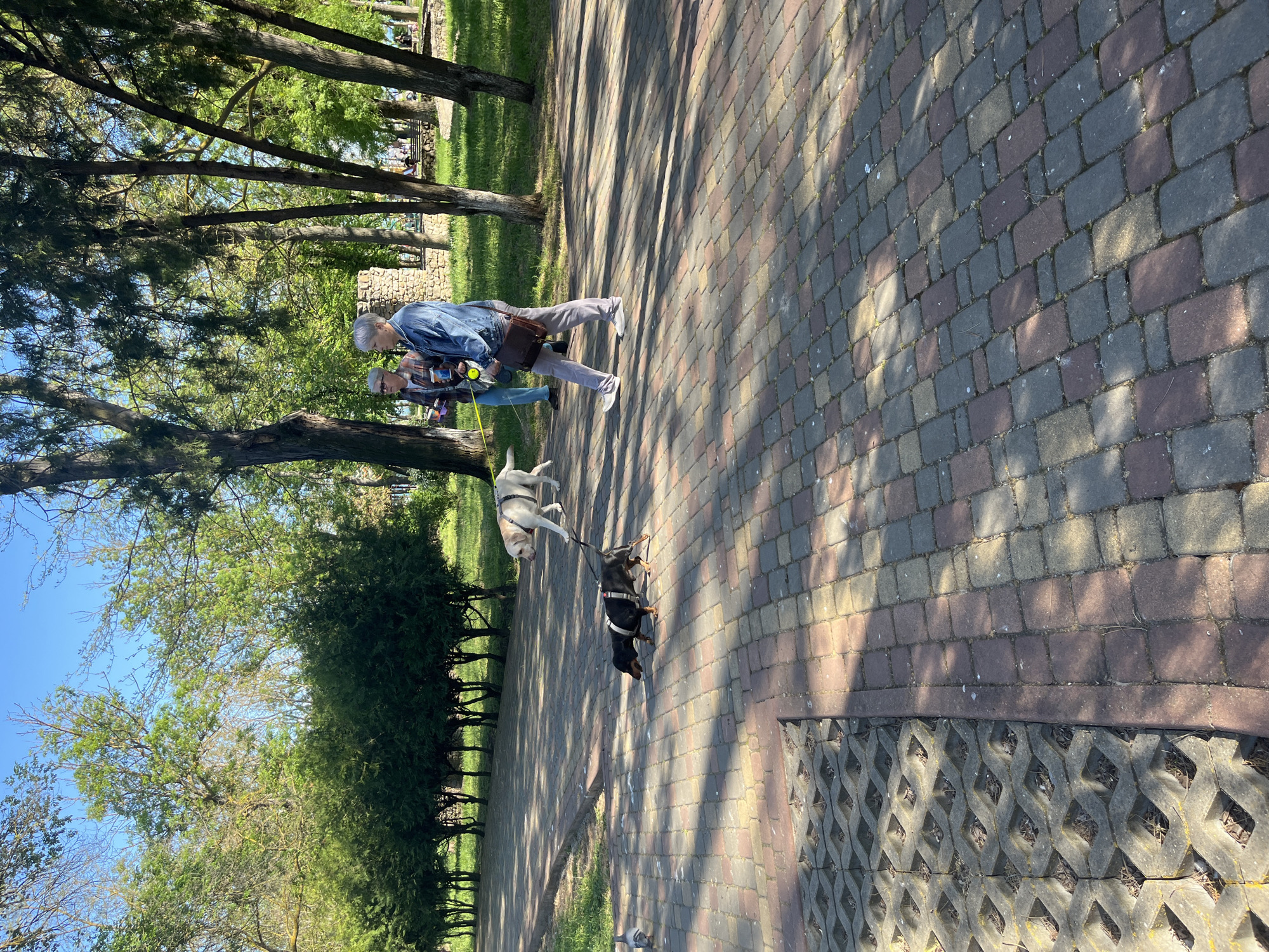 A medium-angle outdoor shot shows two people walking two dogs on a brick pathway. The path runs diagonally from the lower right to the upper left corner of the image. The person in the foreground is wearing a blue denim jacket, light-colored pants, and carries a brown bag over their shoulder. The person behind them is wearing a blue shirt. The dogs are on leashes; one is a light-colored Labrador-type dog, and the other is a dark, possibly a dachshund, type dog. The pathway is made of multi-colored bricks and has a textured concrete edge on the right. Trees line the left side of the path, casting shadows across the brick surface. In the background, other people are seated in a park-like setting. The location is Unknown, Unknown.