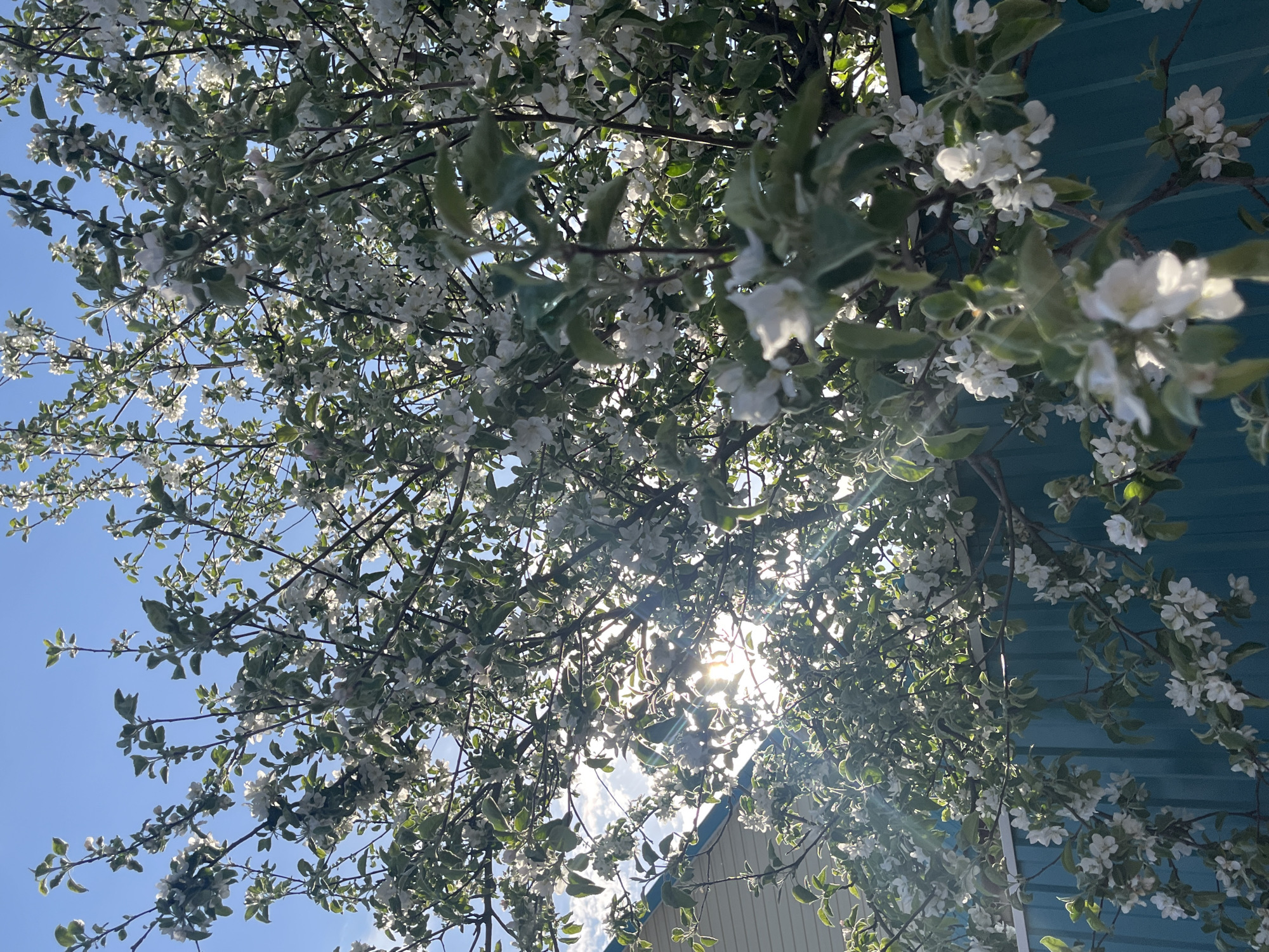 The image shows a view looking upwards through a blossoming tree towards a light blue sky, with the sun shining through the branches. The tree has white blossoms and green leaves. Parts of a building with a light blue painted corrugated roof and a light yellow painted facade are visible in the lower right corner. The image was taken during daylight. While the image was taken in Chaikovsky, Russia, nothing in the picture itself indicates that this is the location.