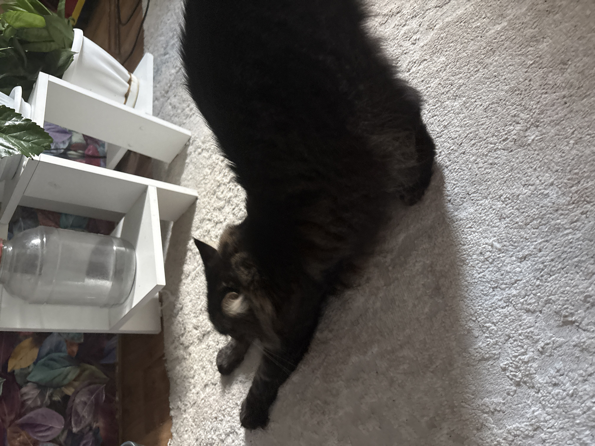 A fluffy, dark-colored cat is stretching on a white, textured rug. The cat's body is elongated, with its front paws extended forward and its back end raised. Sunlight casts a shadow on the rug. In the background, there is a white shelving unit with a large clear water jug on the top shelf and plants in white pots on the lower shelves. Behind the shelving unit, a wall with a colorful, abstract leaf pattern is visible. The overall setting appears to be an indoor domestic environment, possibly in Tulinskiy, Russia.