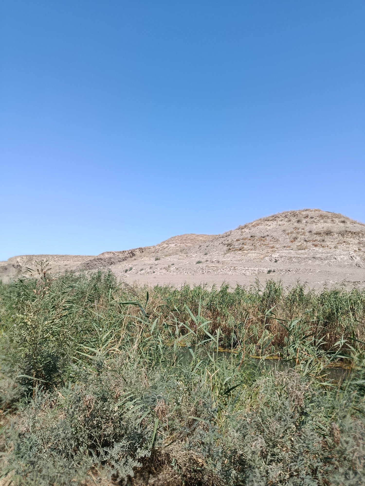 The image depicts a natural landscape under a clear blue sky. In the foreground, dense green vegetation, primarily reeds and bushes, fills the lower half of the frame, obscuring a body of water. Behind the foliage, a gently sloping, barren hill with rocky outcrops dominates the middle ground. The background consists of a vast expanse of pale blue sky. The scene appears to be located in a dry, possibly arid region, with the vegetation suggesting the presence of a water source. The specific location in the city of Kenes, Kazakhstan, is not evident from the visual information provided in the image itself. No people or human activity are visible.