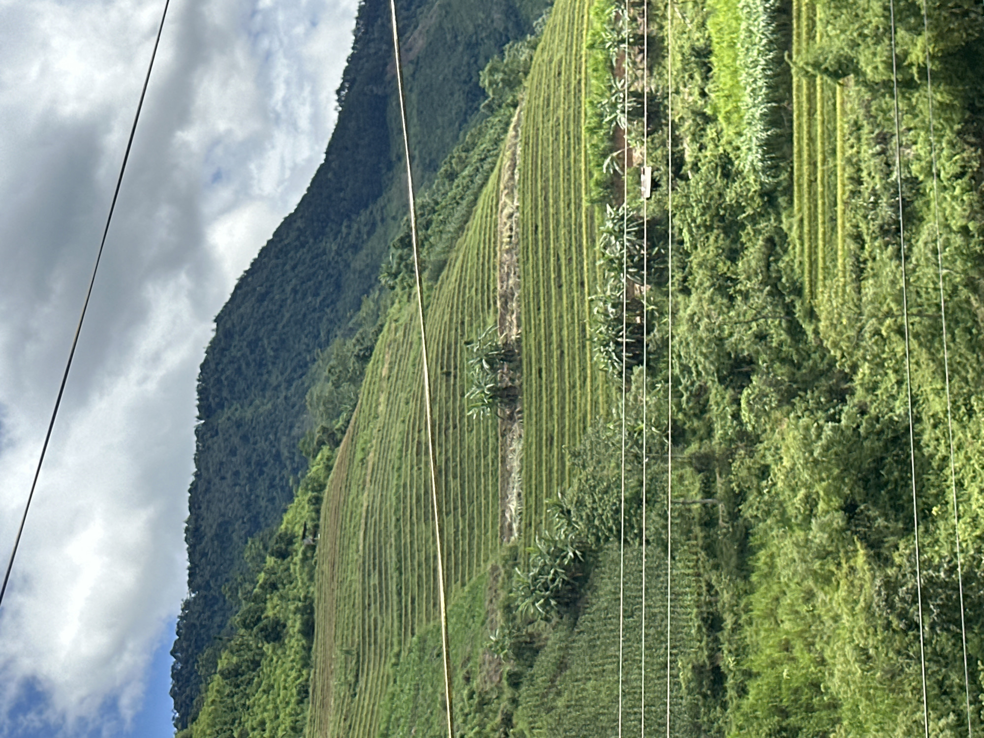 The image captures a steep, verdant mountainous landscape in Nam To Nua, Vietnam, under a partly cloudy sky. The dominant feature is a series of meticulously constructed green terraced fields, ascending the slopes from the foreground into the midground. These terraces display a vibrant green coloration, indicative of active cultivation, likely rice paddies. Interspersed within and alongside the terraced sections are clusters of broad-leafed tropical plants, possibly banana trees. Beyond the cultivated terraces, dense, dark green forest covers the higher mountain slopes, extending to the horizon. Multiple thin, dark horizontal wires, consistent with utility lines, traverse the entire image frame at various elevations, partially obstructing the view. No human activity, structures beyond agricultural terracing, or animals are discernible within the frame.