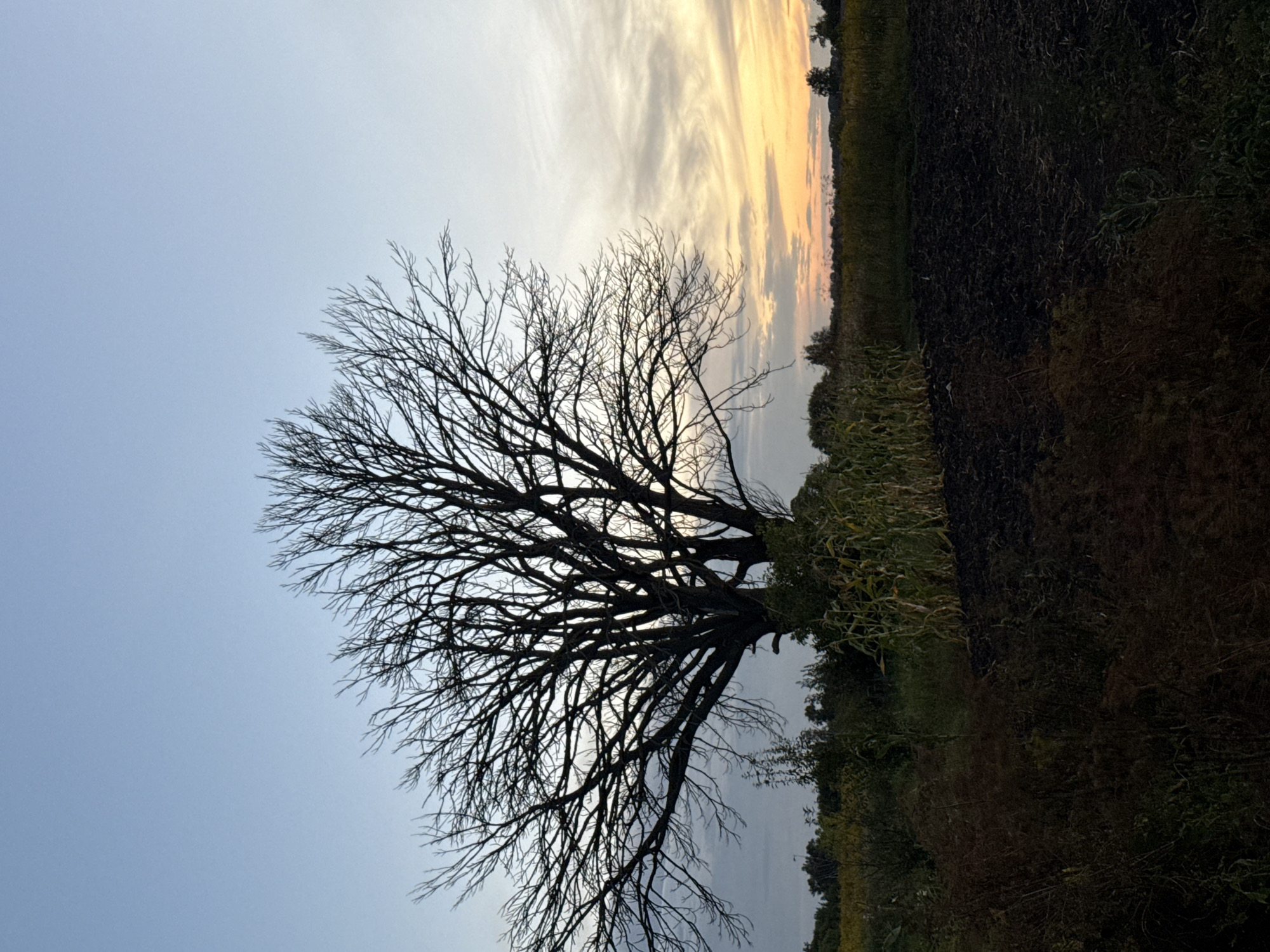 This image depicts a stark, silhouetted bare tree against a pale blue and yellow sky at dusk. The tree's intricate network of branches fills the upper left portion of the frame. Below the tree, a dark, plowed field occupies the foreground, its rich soil contrasting with the surrounding vegetation. To the left of the field, tall stalks of corn stand partially obscuring a line of distant trees, likely in the city of Fominka, Russia. The scene captures a quiet, natural landscape at the end of the day.