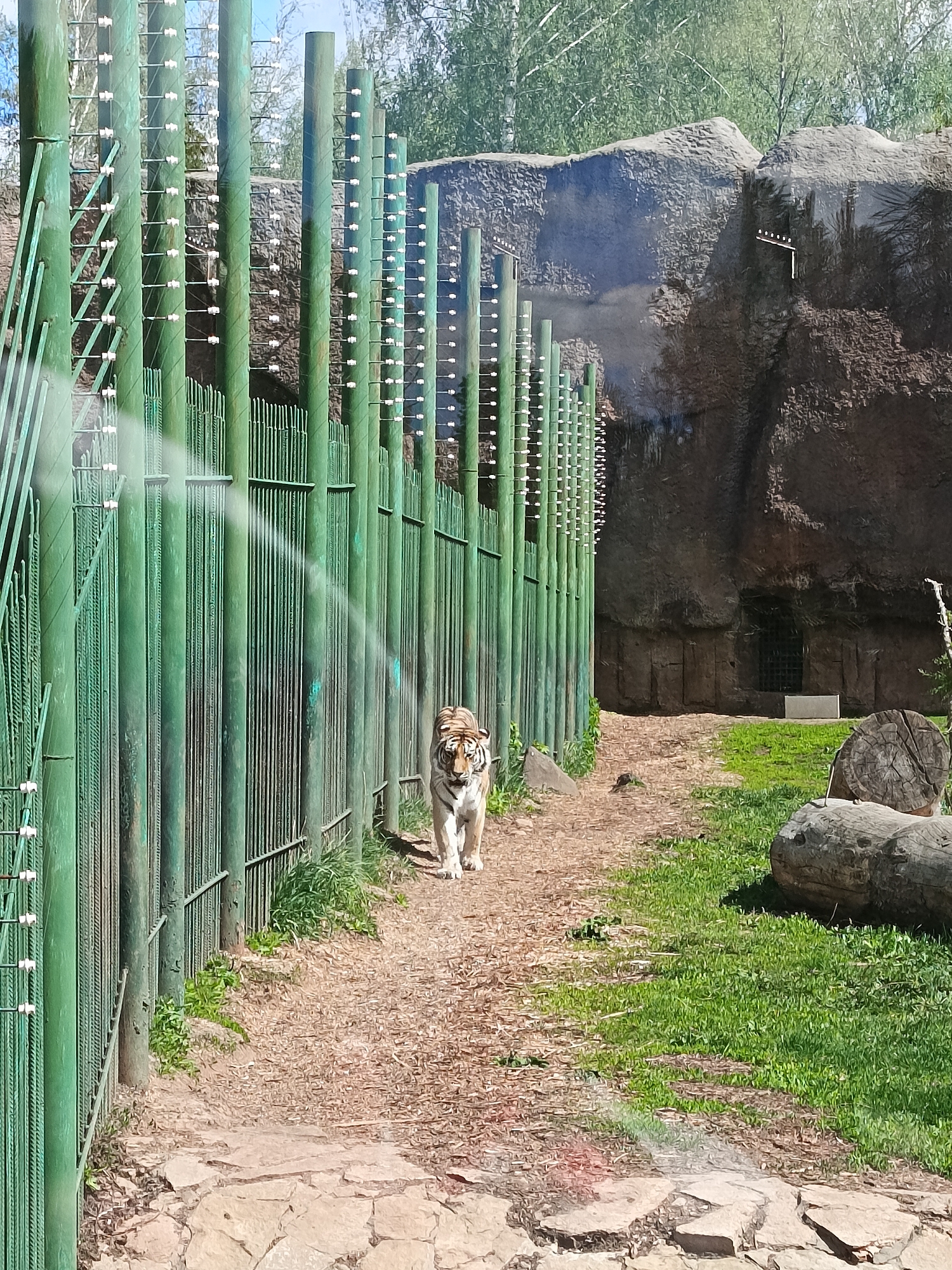 A full shot shows a tiger in an enclosure at a zoo. The tiger walks along a dirt path inside the green fencing, toward the camera. Logs are visible at the edge of the path, with grass. The back of the enclosure appears to be a stone wall with a metal grid. The foreground is tan stones that make a walking path. A light beam is visible near the fence. Trees are visible in the background. The location appears to be a zoo.