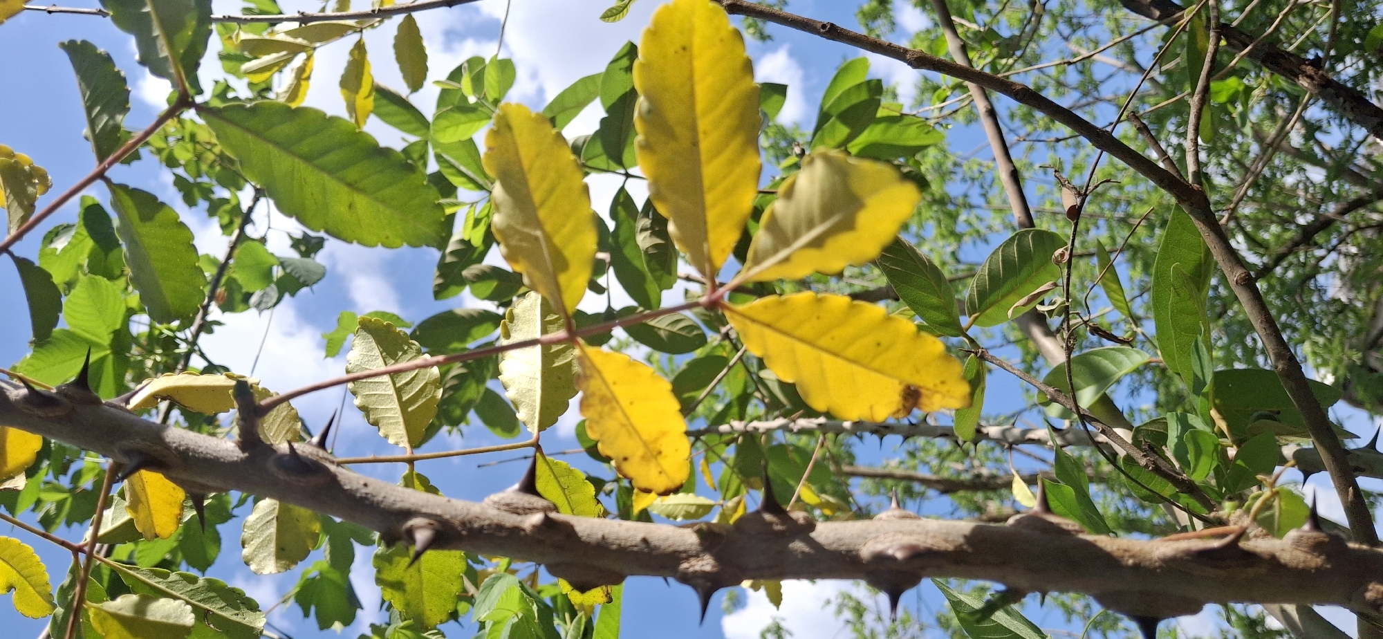 The image shows a close-up view of a thorny branch with yellow and green leaves against a blue sky. The branch is brown and has sharp thorns along its length. The leaves are varying shades of yellow and green. The location is suggested to be Vallecito, Venezuela, though there is no evidence of the city.