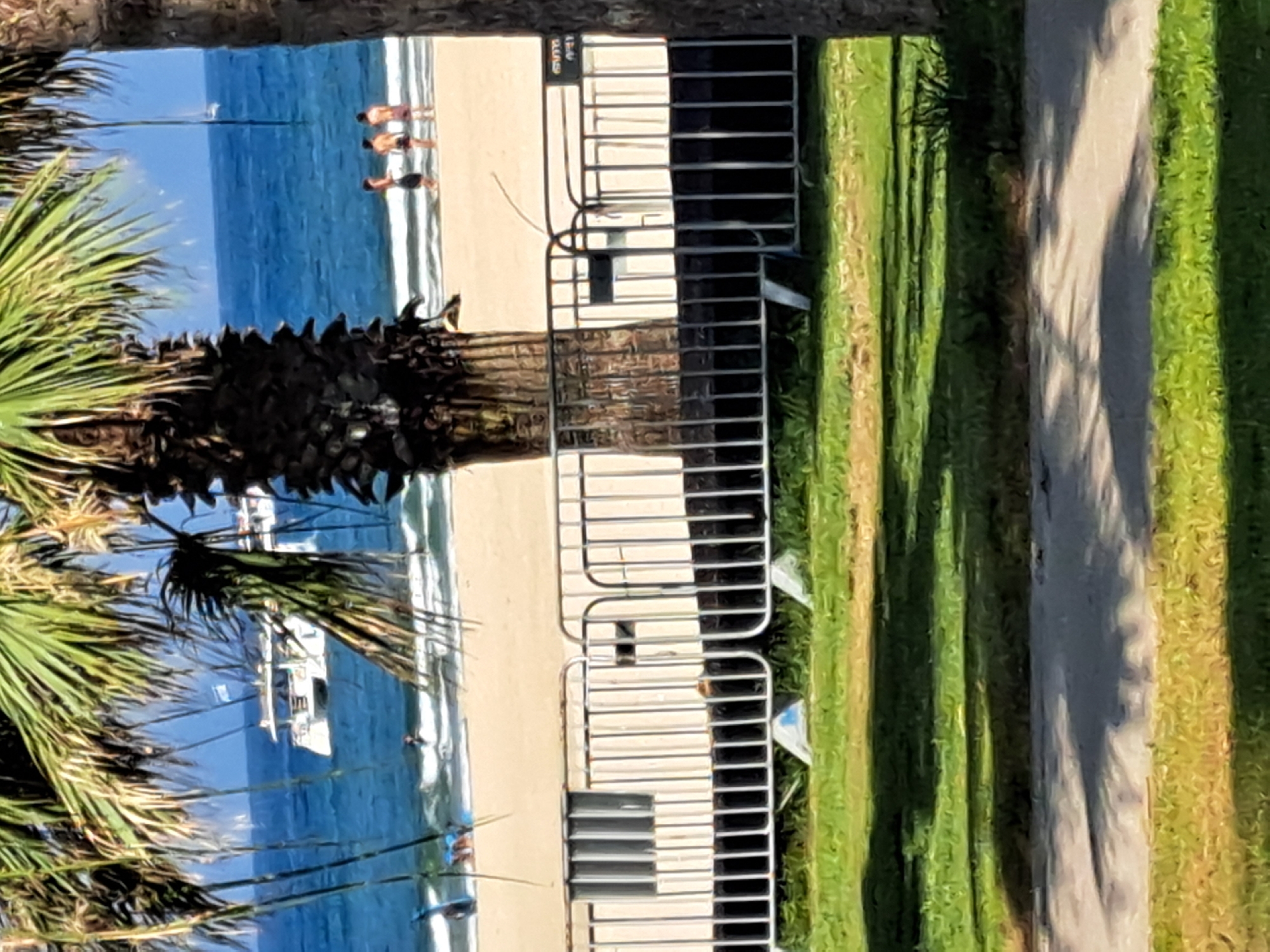 The image depicts a beachfront scene, likely in Herzliya, Israel, during daylight. In the foreground, a portion of a paved path is visible, bordered by green grass. Behind the path and grass, a white temporary barrier fence runs horizontally across the frame. A palm tree trunk is prominently positioned to the right of the center, with fronds partially obscuring the view of the background. Beyond the fence, a sandy beach leads to the ocean. The water is blue, with small waves breaking near the shore. Several people are present on the beach and in the water. In the distance, a white catamaran-style boat with passengers is on the water. The sky is clear and blue. The scene captures a typical day at a coastal recreational area.