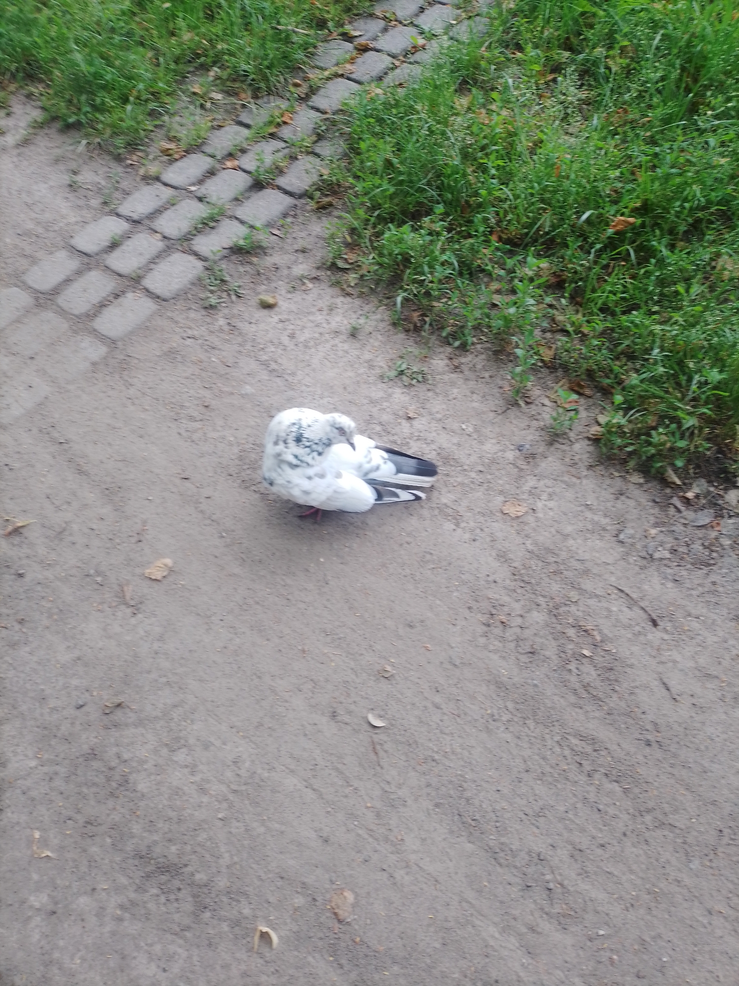 A white and grey pigeon is seen preening itself on a dirt path next to a patch of grass. The path is partially covered by a pattern of square grey paving stones on the left side of the image. The grass is lush and green with some dried leaves scattered within it. The scene appears to be outdoors, possibly in a park or along a walkway in the city of Poltava, Ukraine, given the presence of common urban flora and fauna. The lighting suggests it is daytime.