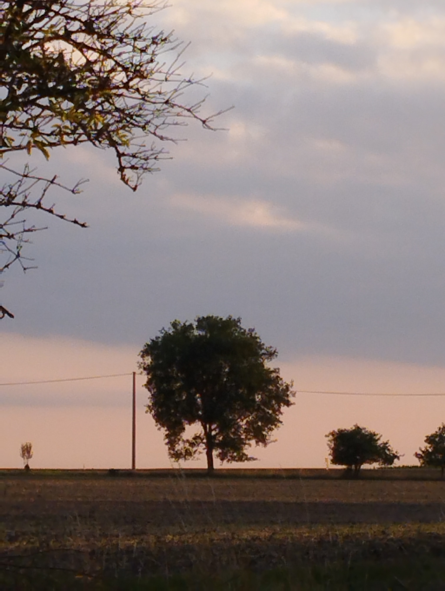 This is a landscape photograph taken at dusk in the vicinity of Hospozín, Czechia. The image depicts a rural scene with a field in the foreground and several trees silhouetted against a pale sky. The sky is a gradient of light grey at the top, transitioning to a soft pinkish hue near the horizon, indicating the setting sun. Wispy clouds are visible. In the middle ground, a large, bushy tree stands prominently, with a telephone pole to its left and another tree further to the right. A very small, sparse tree is visible on the far left of the middle ground. The foreground consists of a field with dry grass and stubble, suggesting it has been harvested. A single strand of wire, likely part of a power line, stretches horizontally across the scene. A bare-branched tree with delicate twigs is prominent in the upper left corner, partially obscuring the sky. The overall atmosphere is peaceful and serene.