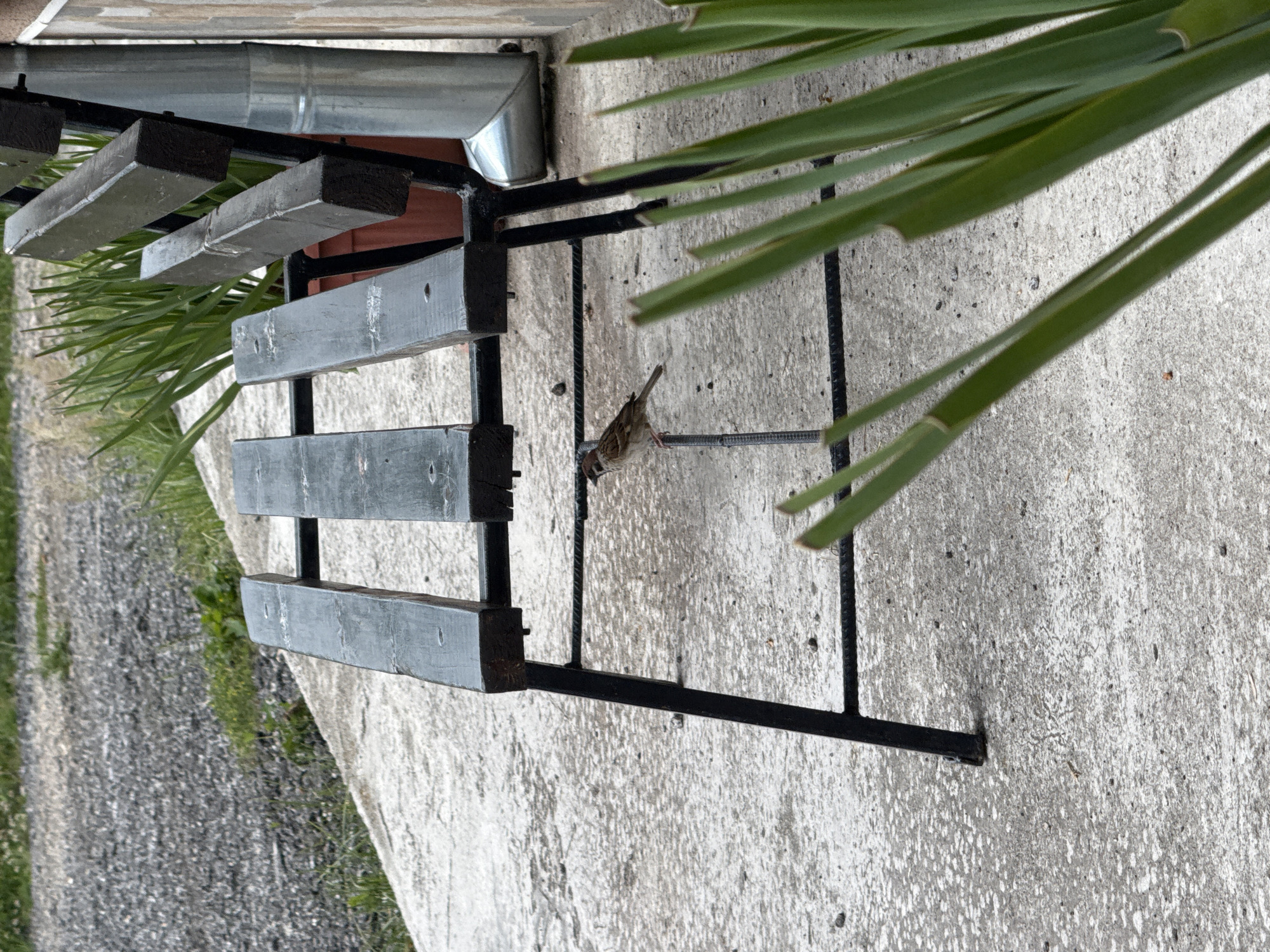 A small bird is perched on a metal bar beneath a wooden slatted bench in Barutin, Bulgaria. The bench has a black metal frame and dark wooden seats. To the right of the bench, a metal downspout is visible against a brick wall. In the foreground, the long green leaves of a plant obscure part of the scene. The ground is paved with concrete, and beyond the bench, a path covered in gravel and small green plants is visible. The overall impression is of an outdoor area adjacent to a building.