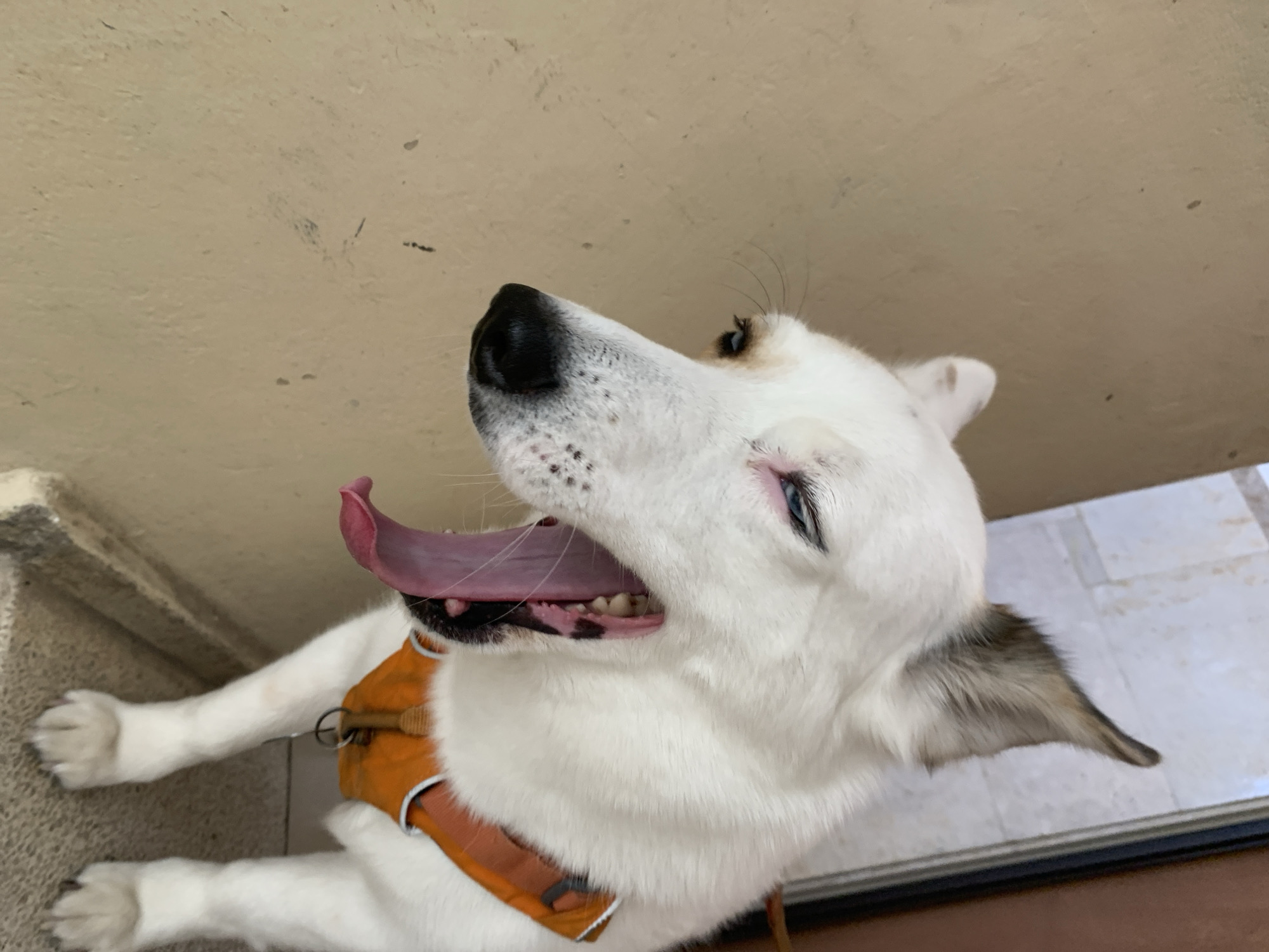 A white dog with hints of brown/grey on its ears is the central subject of the image, captured from a low-angle perspective looking upwards. The dog is seen with its mouth wide open, a pink tongue hanging out, suggesting panting or excitement. Its eyes are partially closed, revealing a blue iris and pink skin around the eyelids. A black nose with some lighter spots is prominent. The dog is wearing a bright orange harness.
The background consists of a light, possibly beige or off-white, textured surface, likely a wall or ceiling, that takes up a significant portion of the frame above the dog. To the left, a textured, light-colored surface, possibly a step or floor, is visible where the dog's front paws rest. On the bottom right, another light-colored tiled or concrete surface is visible, bordered by a dark frame, possibly part of a doorway or window. The lighting appears bright and natural, indicating it is daytime. No text is visible in the image. The dog seems to be in a relaxed, happy, or perhaps warm state, given its open mouth and panting.