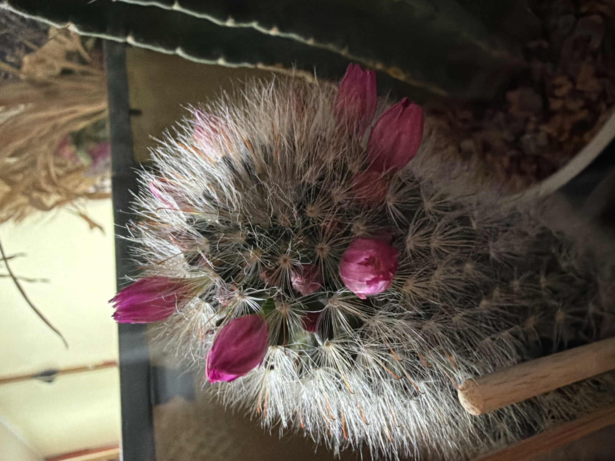 A close-up, vertical shot shows a fuzzy, spherical cactus with several bright pink flower buds. The cactus is covered in fine, white spines with some orange highlights. A thin, wooden stick is positioned vertically in the lower left of the frame, appearing to support the cactus. In the background, a dark green, columnar cactus is visible to the right, and a blurred, dry, tan plant material is seen in the upper background. The setting appears to be an indoor environment with a neutral, dimly lit background. The composition focuses on the cactus and its blooming flowers.