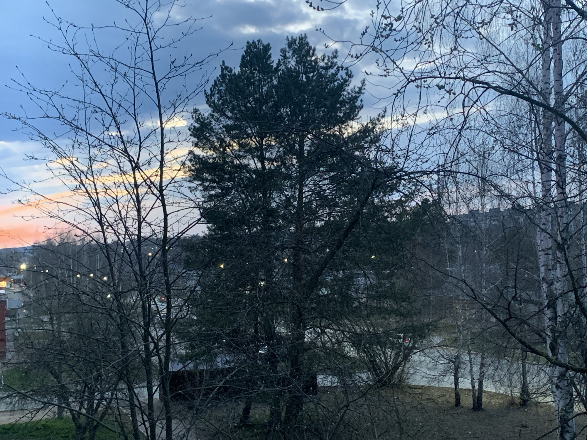 The image depicts a view from a window in Chaikovsky, Russia, at dusk. A large evergreen tree dominates the center of the frame, flanked by bare deciduous trees on either side. In the background, city lights are visible, illuminating residential buildings. The sky displays a mix of dark clouds and a band of orange light near the horizon. The ground is covered in dead grass and leaves, indicating late autumn or early spring. No people are visible.