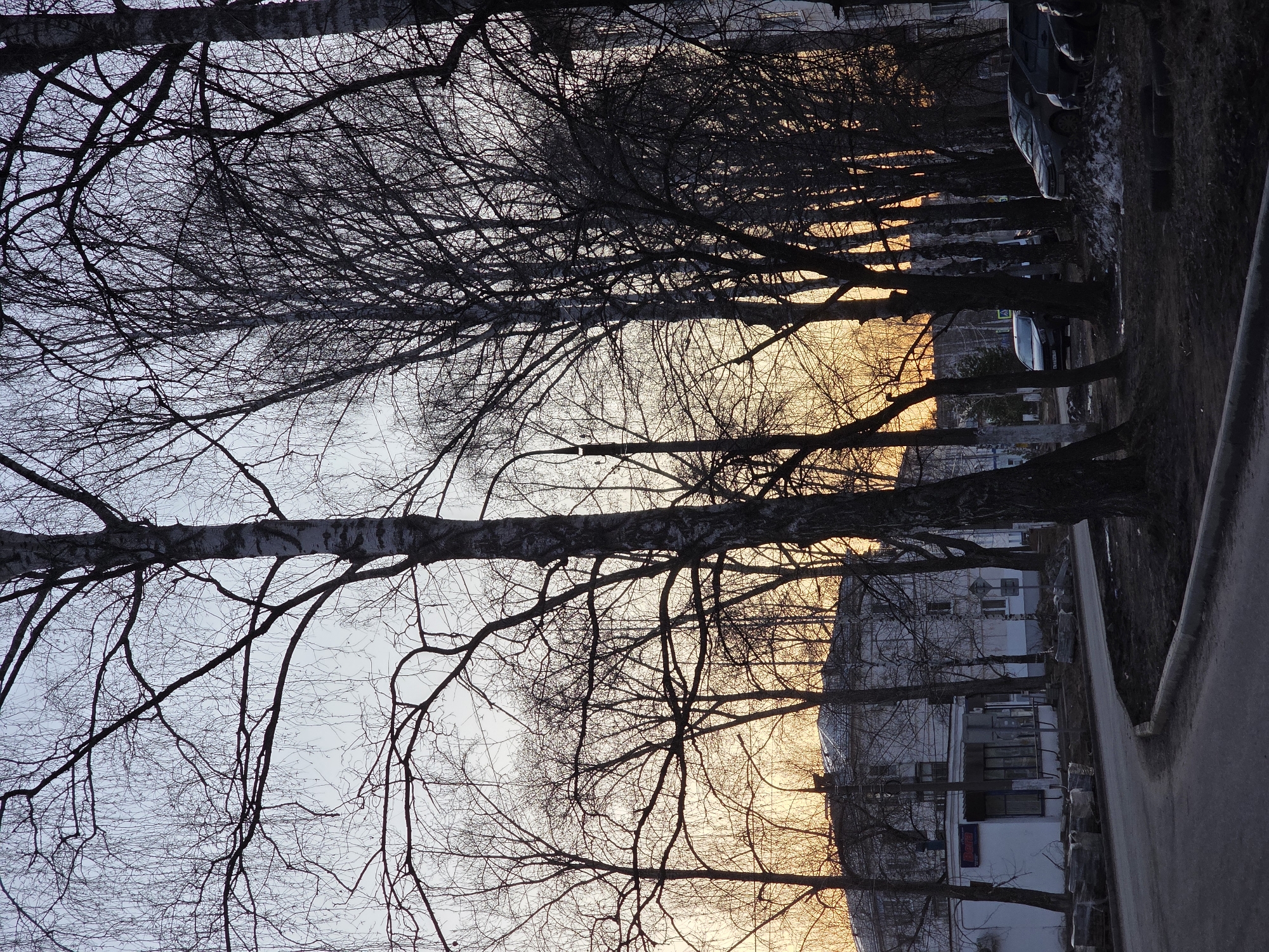 The image shows a street scene in Chaikovsky, Russia at dusk or dawn. A row of bare trees lines the street. Buildings are visible behind the trees, and cars are parked along the right side of the street. The sky is a light blue with a band of orange near the horizon. The street surface is visible on the right side of the image.