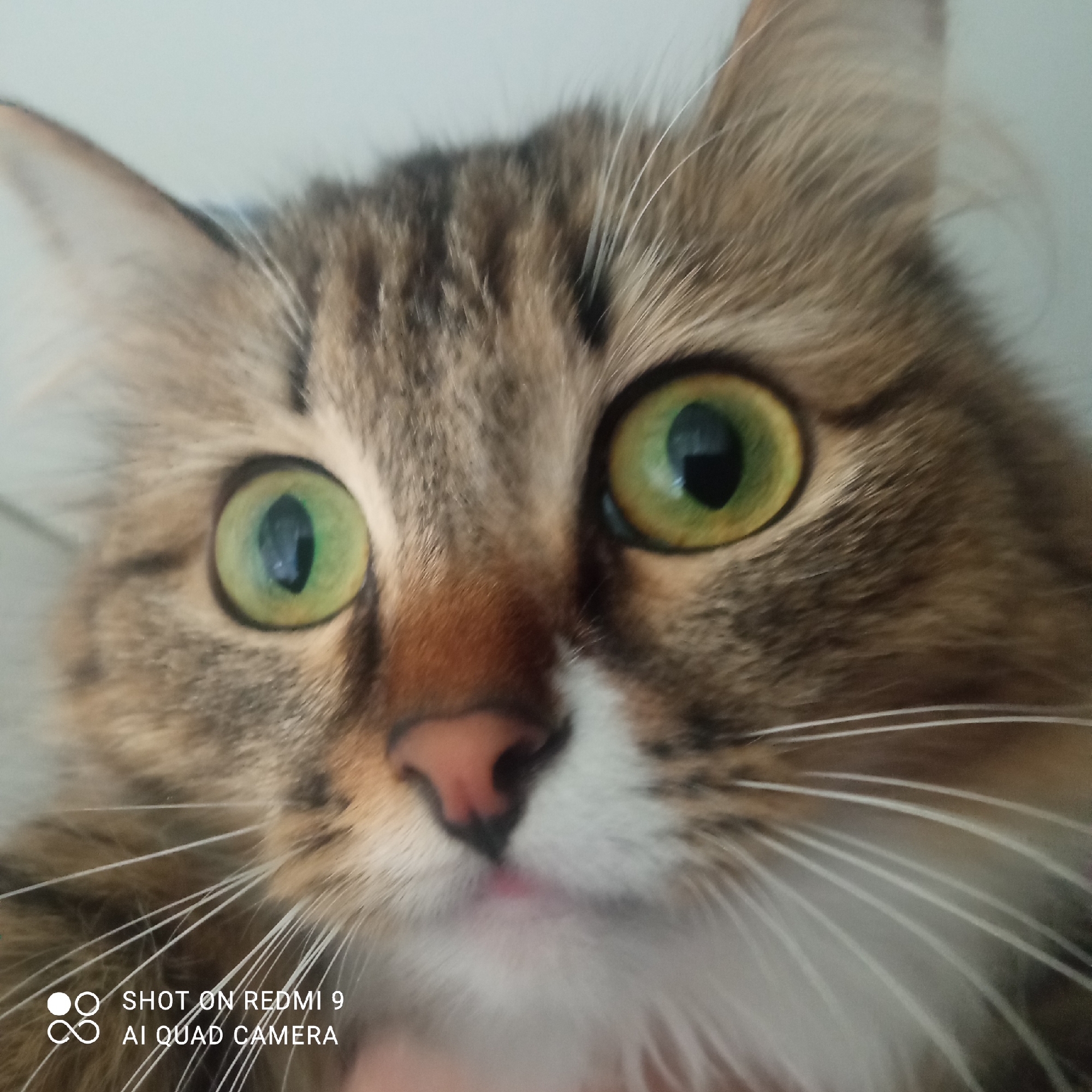 The image is a close-up of a brown tabby cat with green eyes, a pink nose, and white fur on its chest and whiskers. The cat appears to be looking directly at the camera with a slightly surprised or curious expression. The background is a plain white wall. The location is not discernible from the image and therefore cannot be identified as Chaikovsky, Russia.