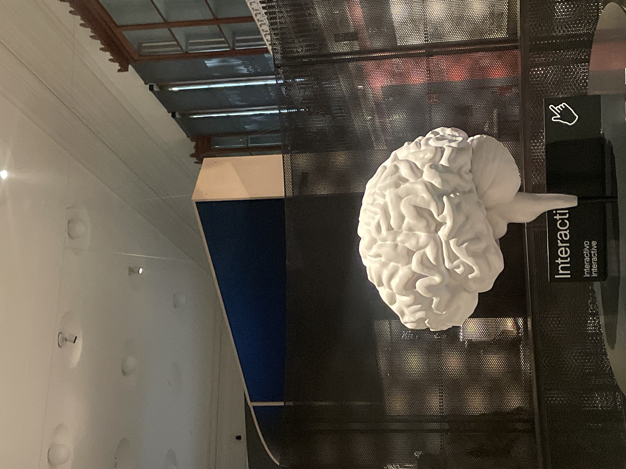 A white anatomical model of a brain is displayed against a perforated metal background. A sign with a pointing hand icon and the word "Interactivo" (Interactive) is visible. The environment includes a windowed ceiling and a white wall with recessed lights. Based on the style of architecture and the presence of Spanish text, the location is likely in Barcelona, Spain, though the exact site is not evident from the image.