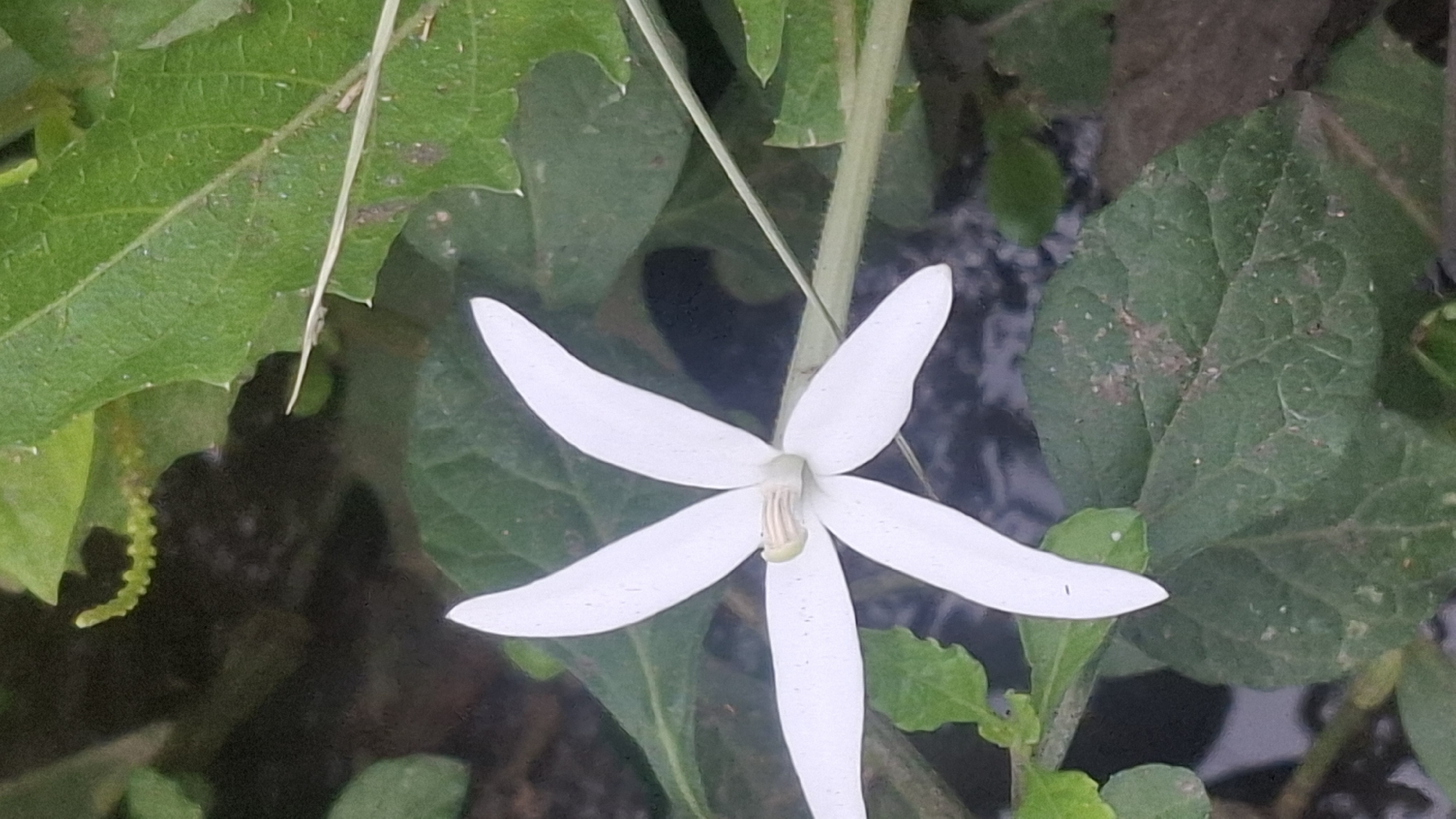A white, star-shaped flower with five petals is in focus in the center of the image. The flower has a light green center. It is surrounded by green leaves and dark, blurry background elements that suggest water and soil. The image appears to be taken outdoors, possibly in a garden or natural setting in Rahong, Indonesia, given the foliage and likely climate. No people or specific actions are depicted.