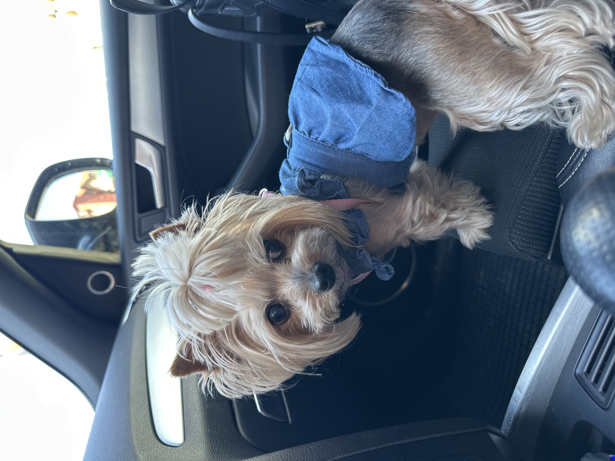 A small, long-haired dog, likely a Yorkshire Terrier, is lying in the front passenger seat of a car. The dog is wearing a blue denim bonnet-style hat. The interior of the car is visible, including the side mirror, dashboard, and seat. The dog is looking towards the camera. The location cannot be determined from the image, so information about the city of Sofia, Bulgaria cannot be included.