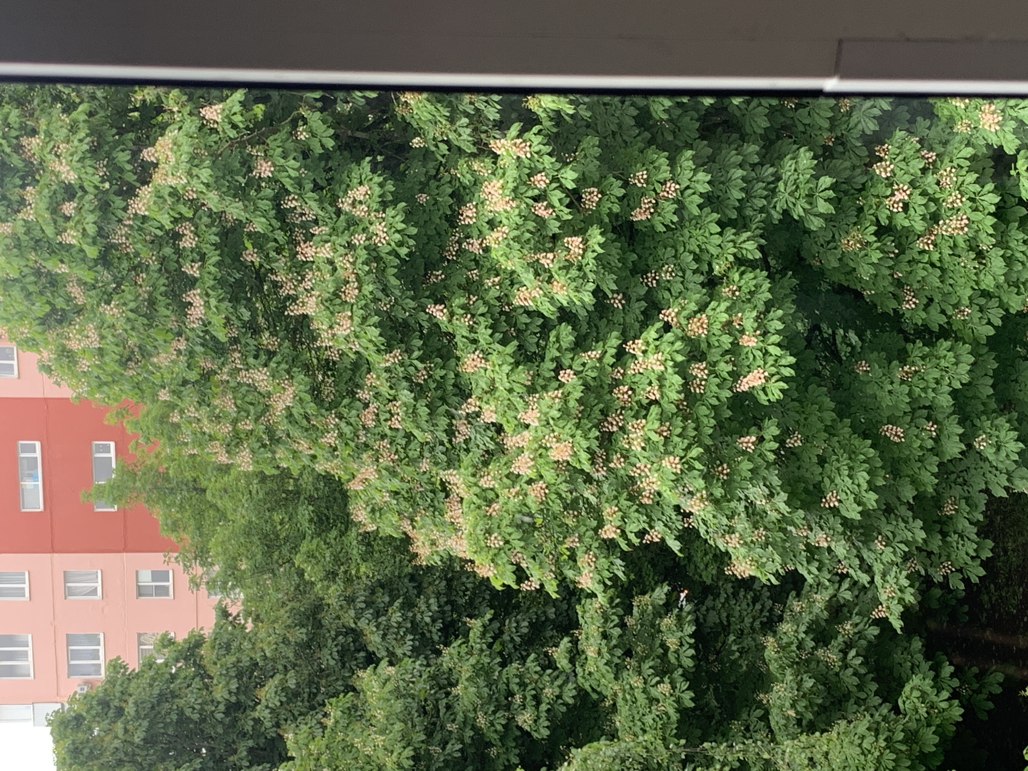 The image shows a view from a window in Stavropol, Russia, overlooking a dense collection of green trees and foliage. A building with a pink facade and several windows is partially visible behind the trees on the left side of the frame. The trees are covered with light-colored blossoms or buds. The top of the image is partially obscured by the window frame.